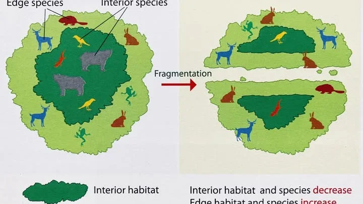 Fragmentation of the Muskoka environment — an insidious threat to biodiversity