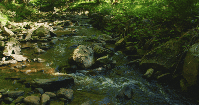 6330233_Stream_River_Stones_Forest_By_Igor_Tichonow_Artlist_4K.gif