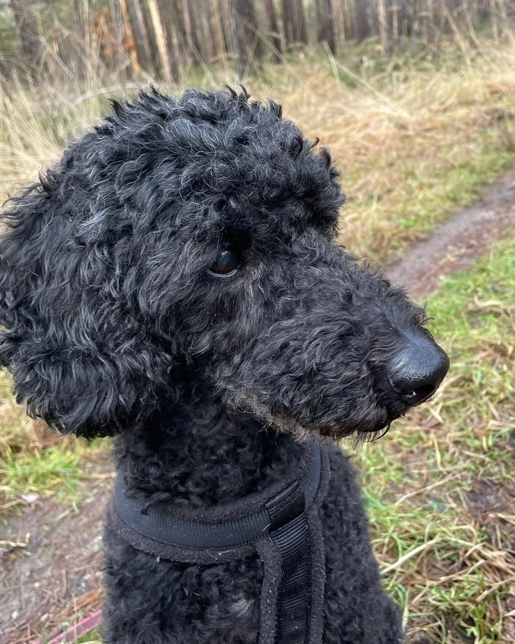 Man wei&szlig;, dass dieser Moment einmal kommen wird. Aber auf den Schmerz kann man sich nicht vorbereiten.

Sally. Wir werden dich sehr vermissen.
8 von deinen 18 Jahren durften wir gemeinsam gehen &ndash; fast unzertrennlich, auch um ein wenig von