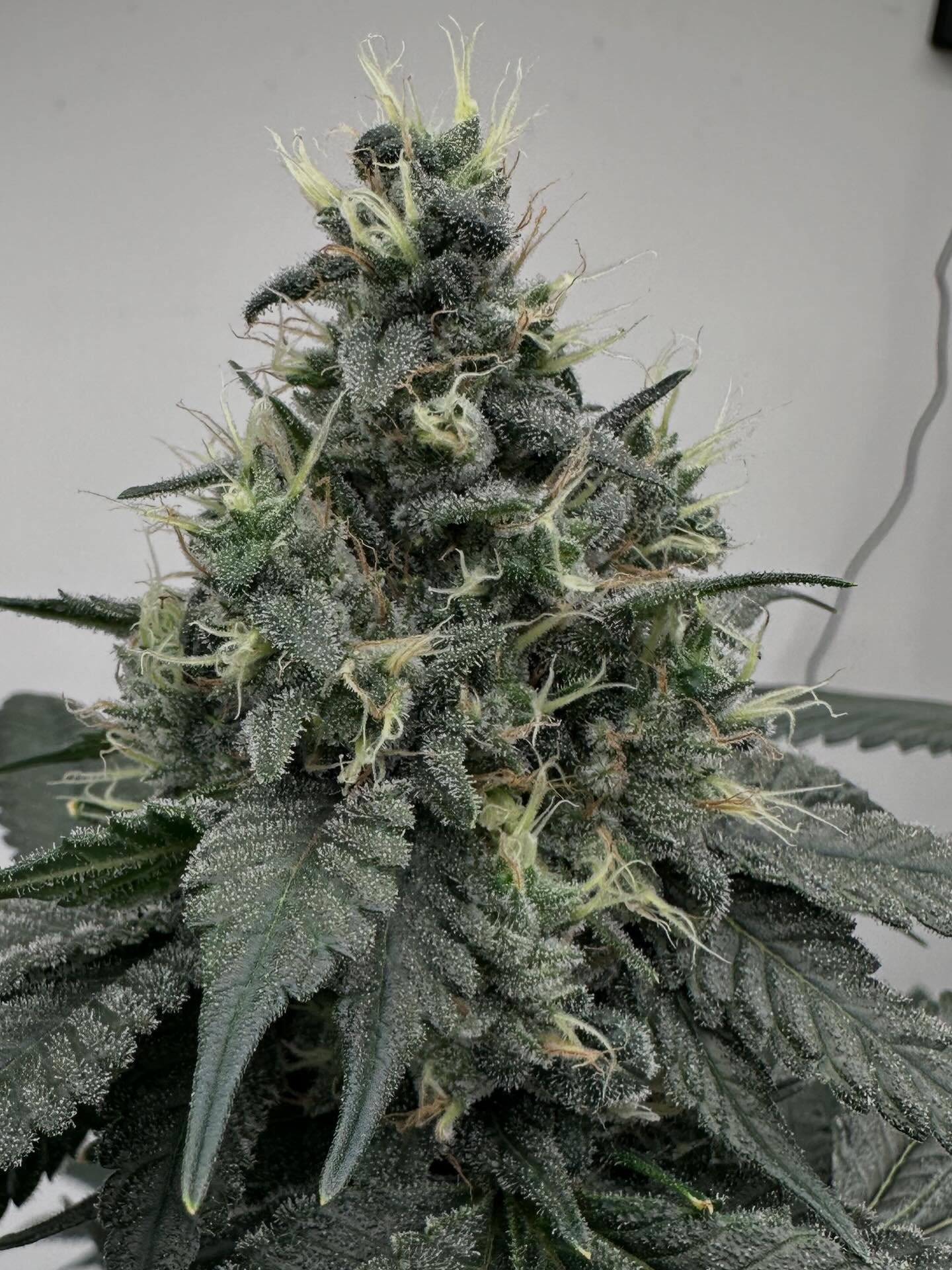 This is gnarly girl is a definite contender as a keeper pheno from this hunt. It is Mapleleaf Indica. X G 13 skunk bred by @landrace_funkmaster right here in Maine.  She hit 42 days today, looking to be a bulky and early finisher. We have several con
