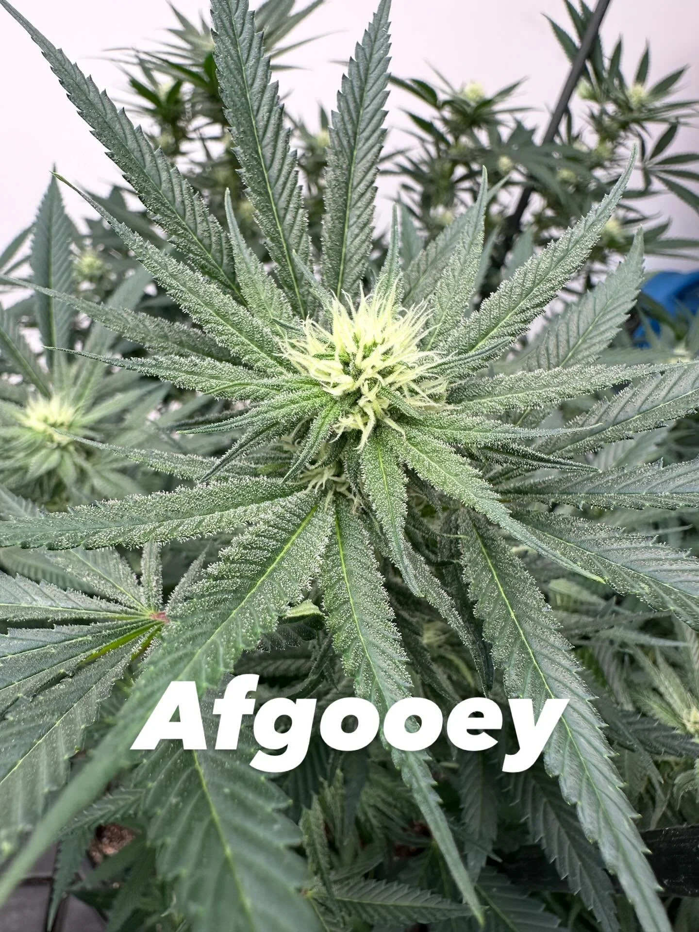 Afgooey, Afghan #1 x Maui Haze, a true hybrid with indica dominant effects.  She has been grown outdoors in northern Cali for a number of years, a number of years ago.  She&rsquo;s starting to develop a rotten fruit smell, a very squat plant compared
