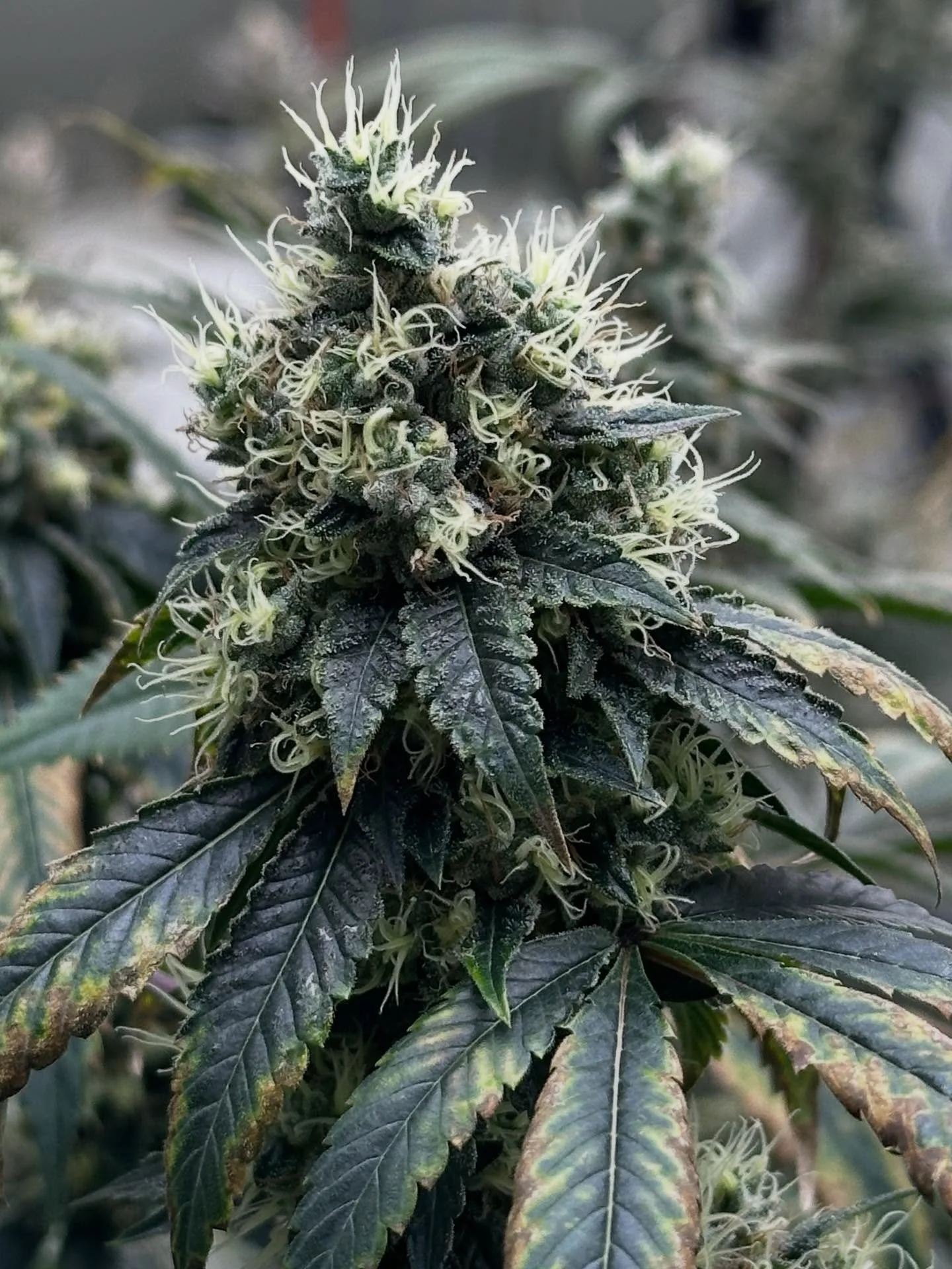 Chem 91, doing what she does (I think). We&rsquo;ve never grown this girl, but are excited to have her in the collection now.  There are some people in Maine that do a great job with her.  We hope to do her justice one day!  #mainecaregivers #chemfam