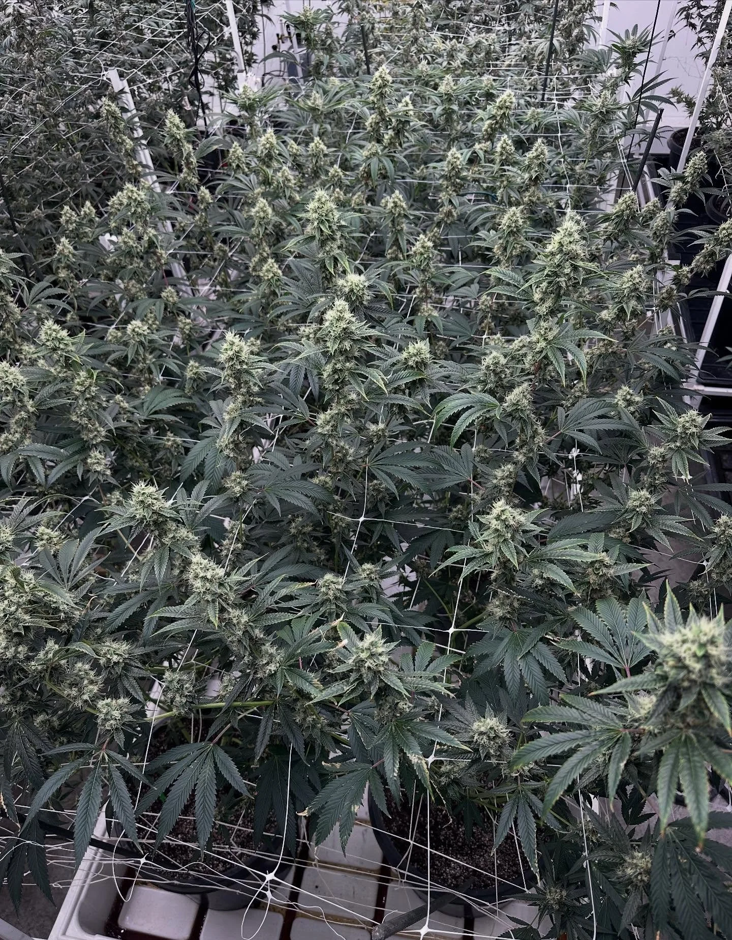 Topanga Canyon Pure Kush.  At 30 years old, this cut is still the most aggressive one in our garden! #mainecraftcannabis #knowyourfarmer #mainecaregivers #kushallday