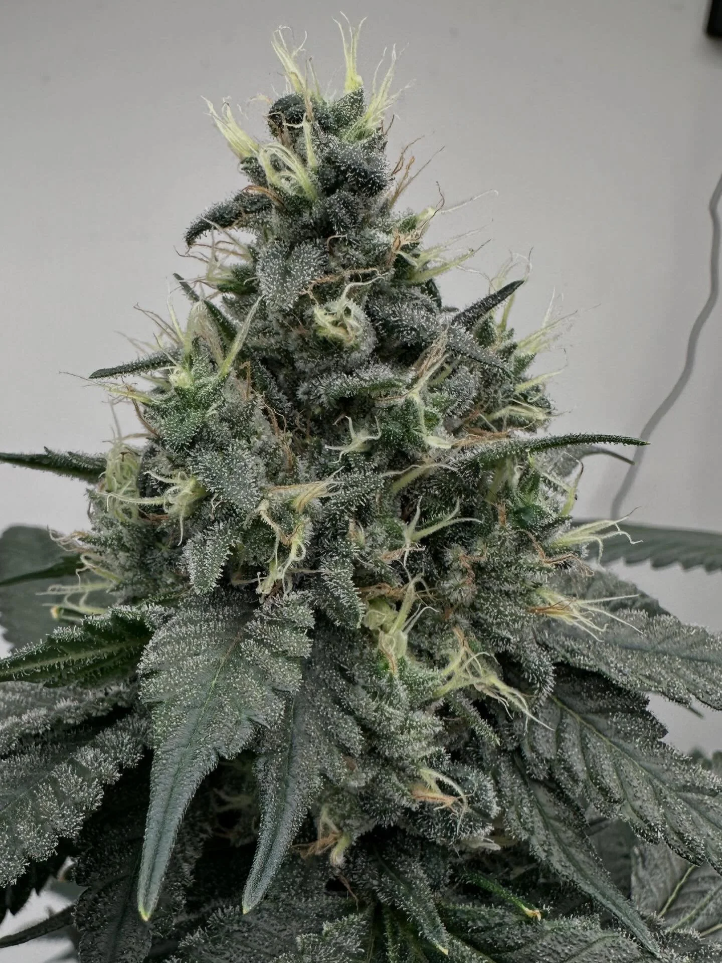 This is gnarly girl is a definite contender as a keeper pheno from this hunt. It is Mapleleaf Indica. X G 13 skunk bred by @landrace_funkmaster right here in Maine.  She hit 42 days today, looking to be a bulky and early finisher. We have several con