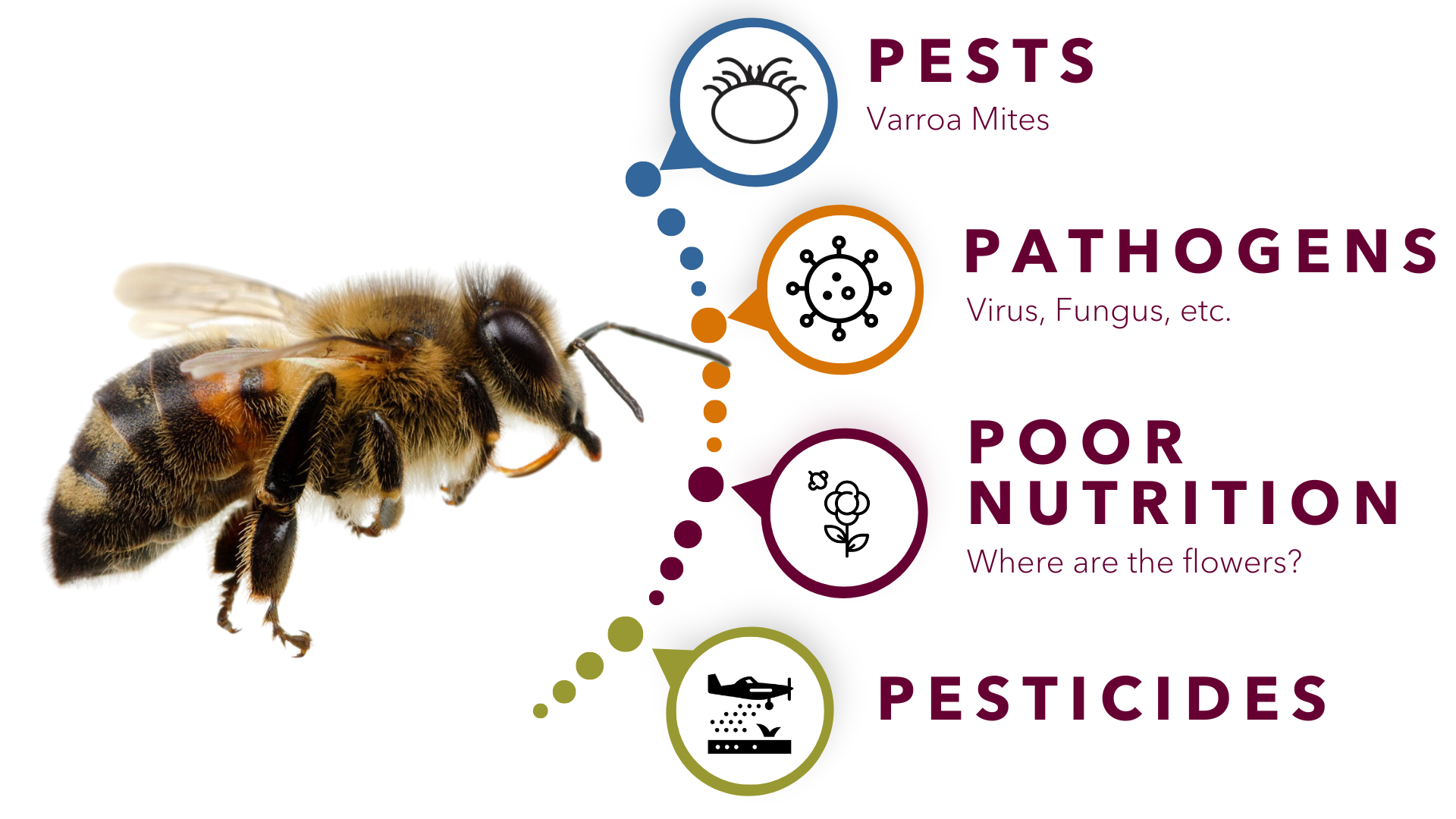 Honeybee Health Monitor