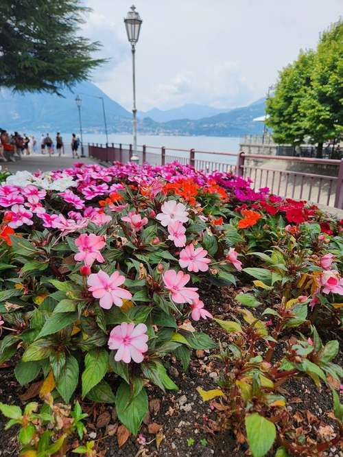 Lake Como with a foreground of pink flowers