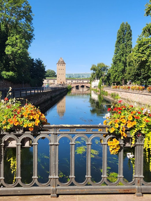 Strasbourg Canal in Petit France with Yellow Flowers