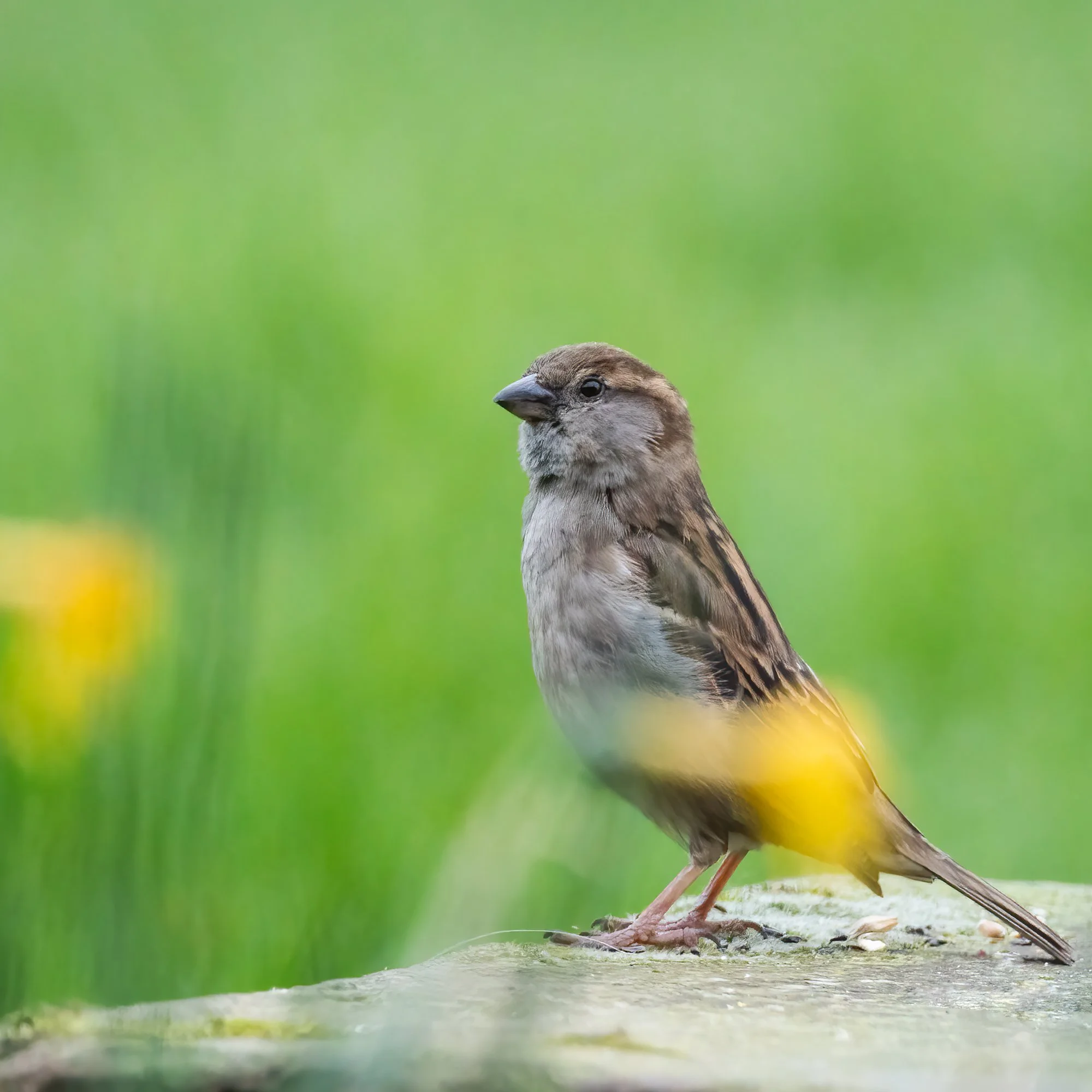 Sparrow Daffodils.jpg