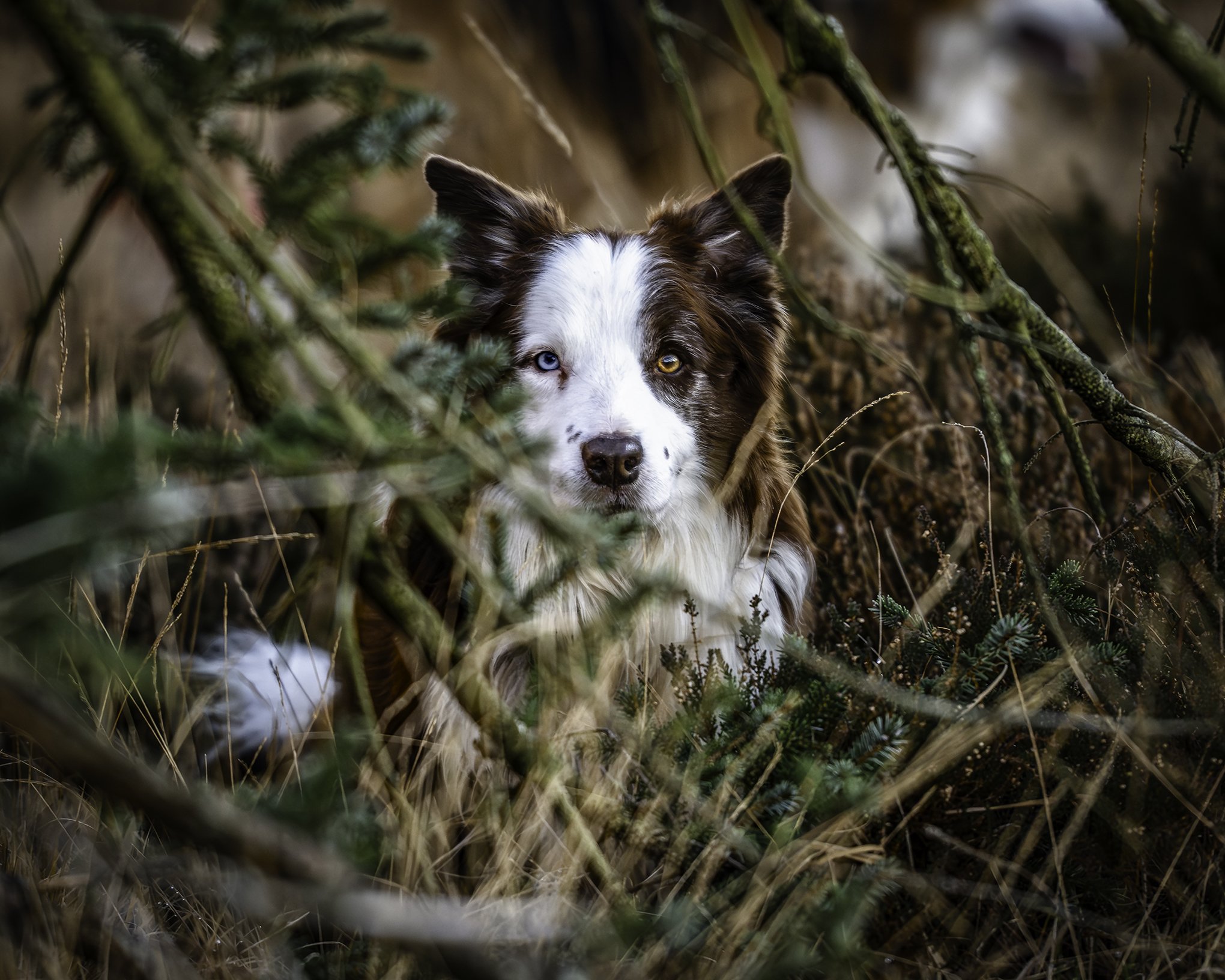 Red amongst the branches portrait plantation 4x5.jpg