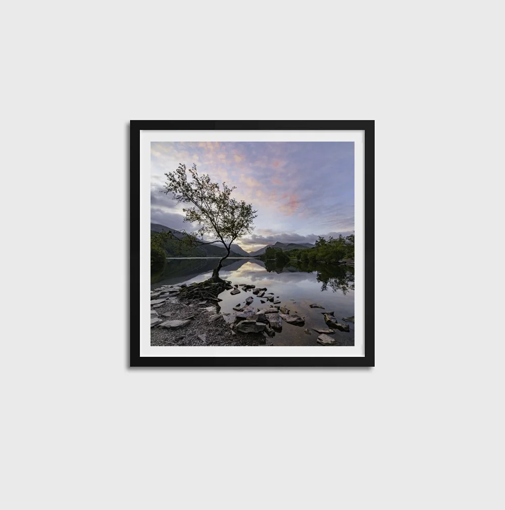 The Lone Tree SQUARE