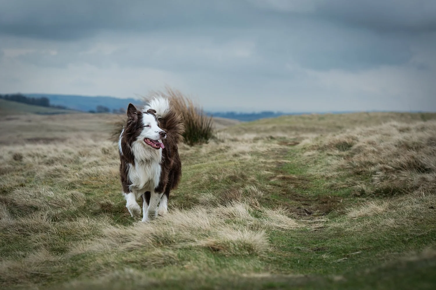 A Border Collie dog walking on a grassy trail in a vast open landscape with tall grass and rolling hills under a cloudy sky.