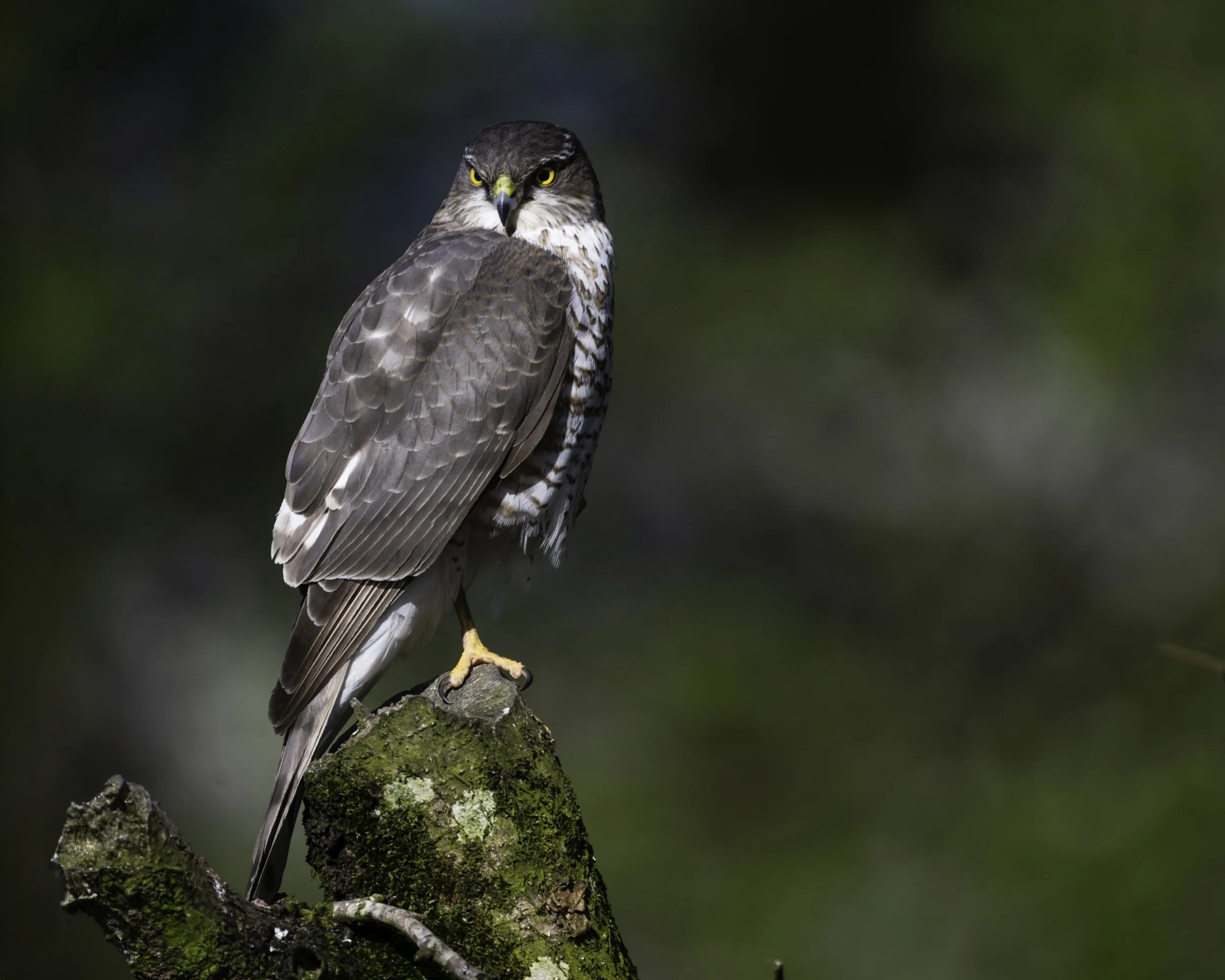 Prom Art - Grange over Sands 