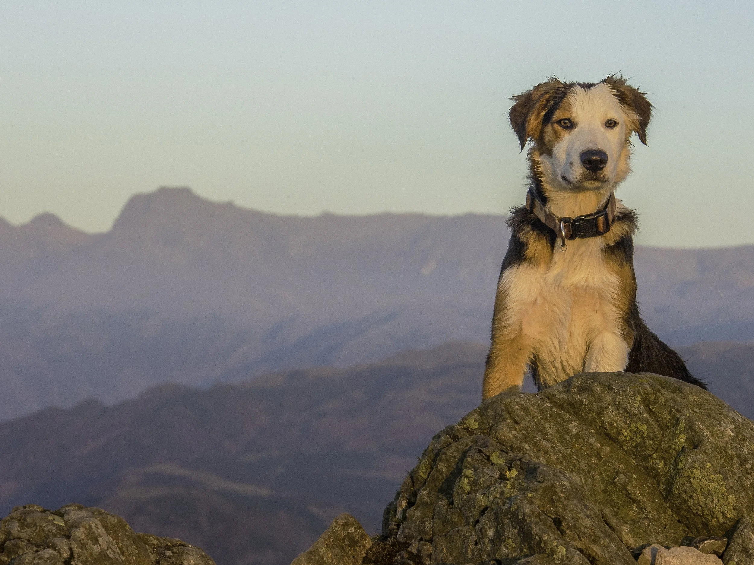 Golden Floyd 4x3.jpg