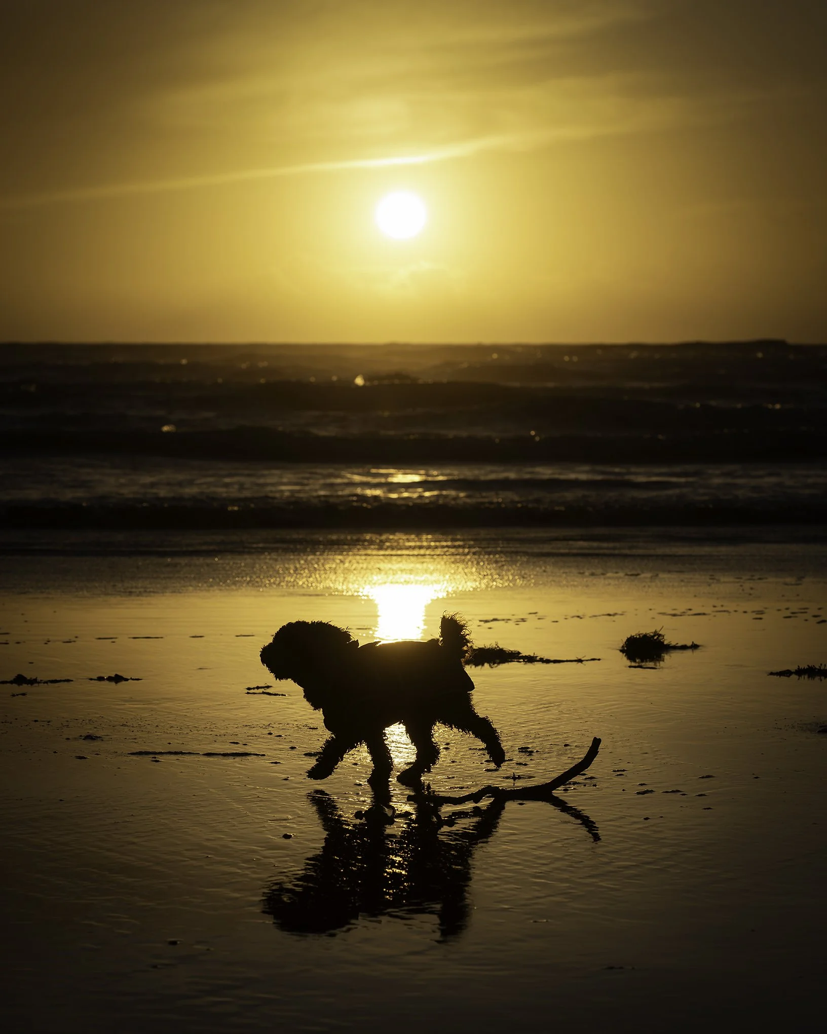 Frida Golden Sunset St Bees Silhouette Golden-Edit.jpg