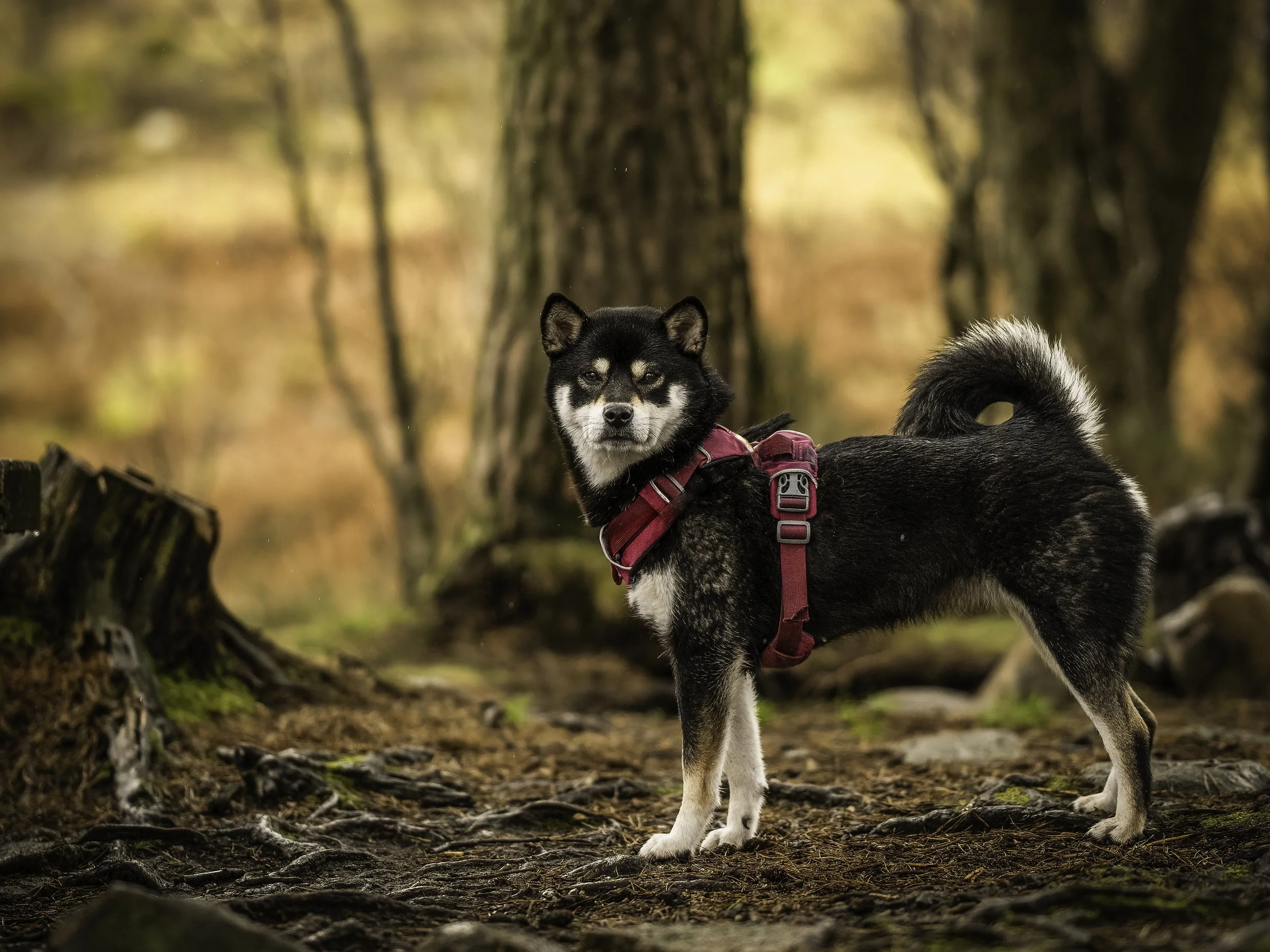Mina Ennerdale 4x3.jpg