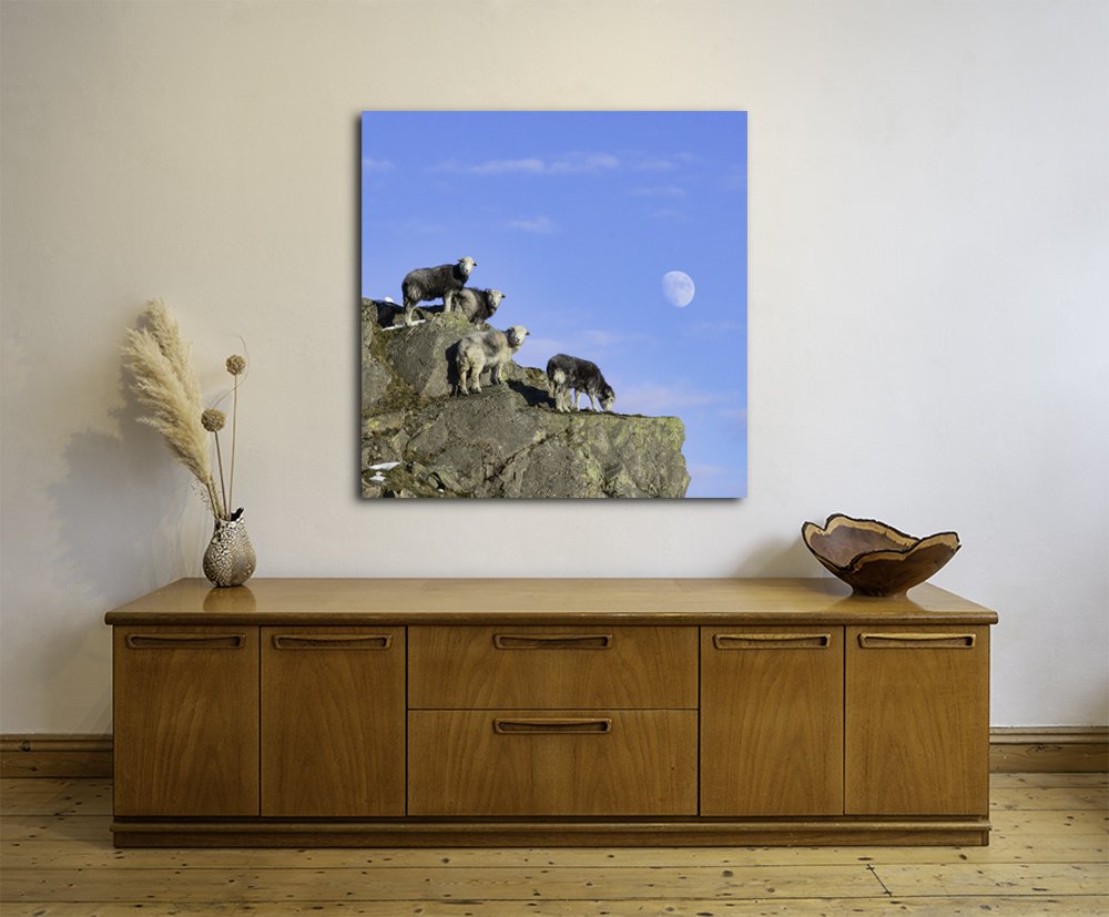 4 Sheep & the Moon SQUARE-ACRLIC METAL.jpg