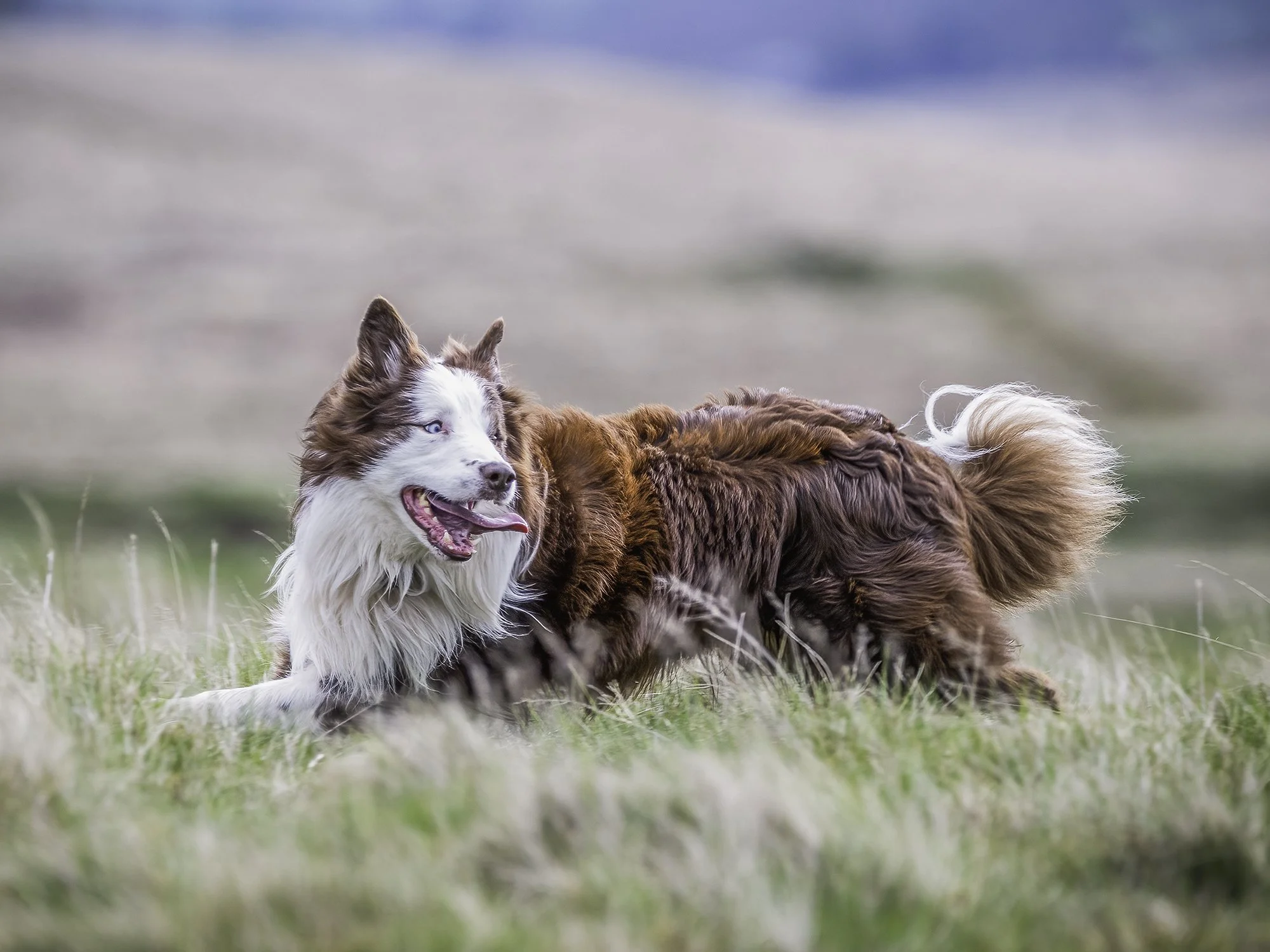 Red Uldale Fell Runnind 4x3.jpg