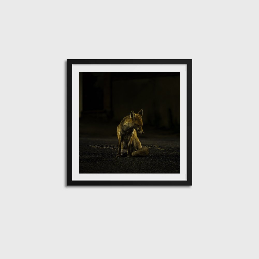 Hackney Fox SQUARE-BLACK FRAME.jpg