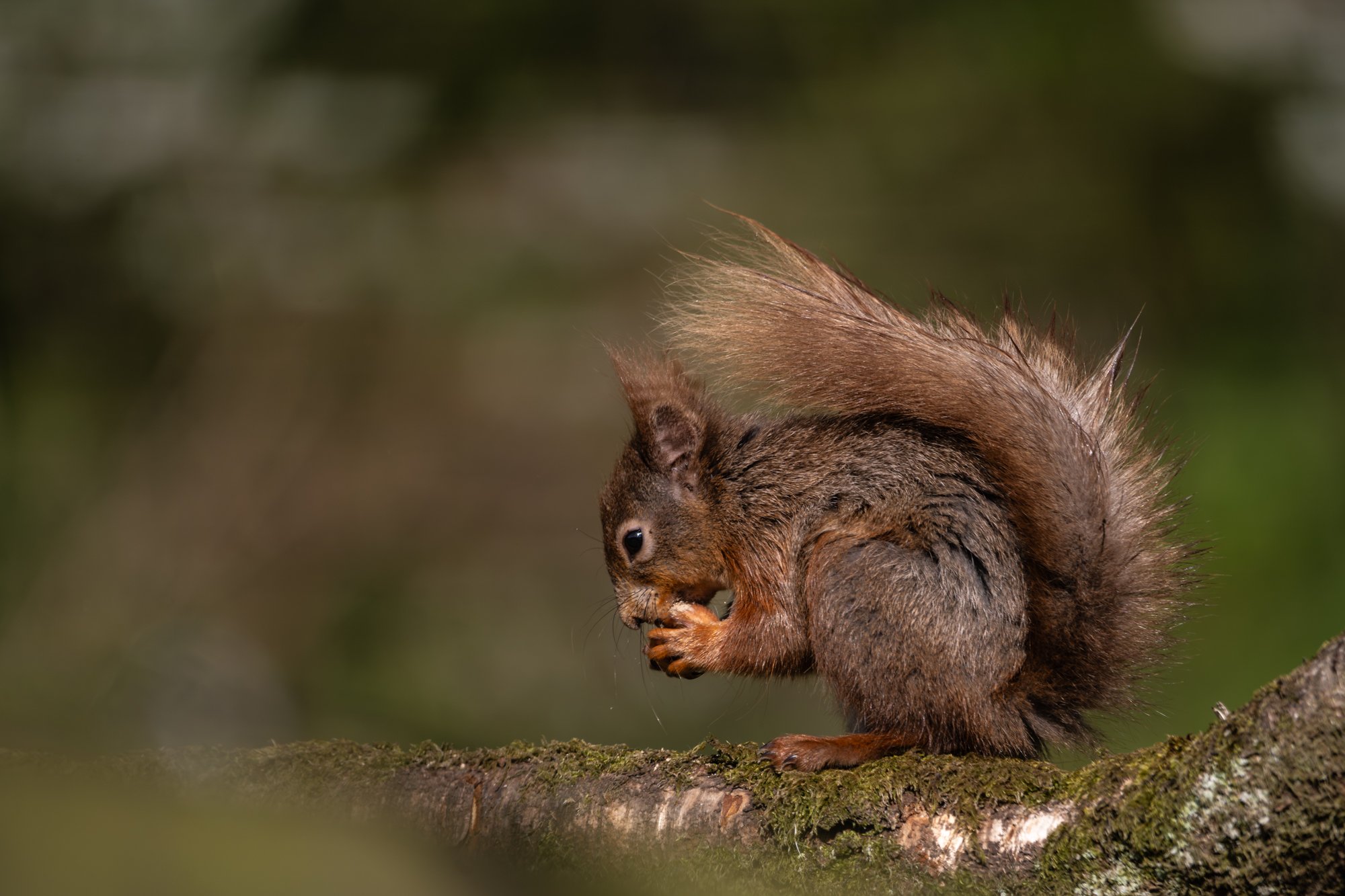 Side on Eating Bokeh.jpg