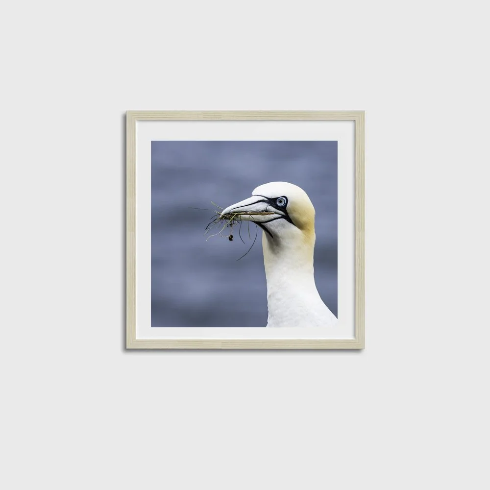 Gannet SQUARE-OAK FRAME.jpg