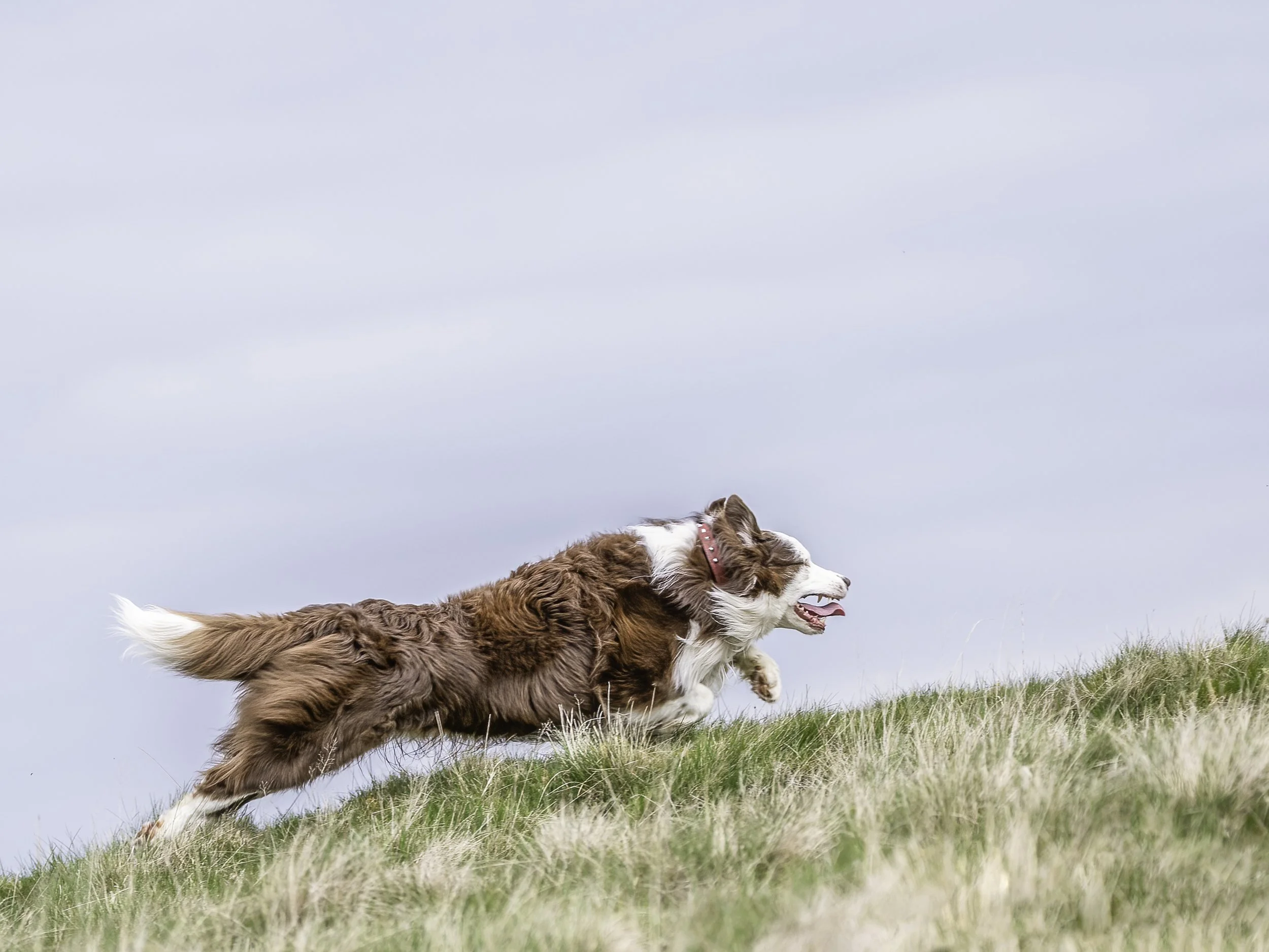 Red running up Uldale Fell 4x3.jpg