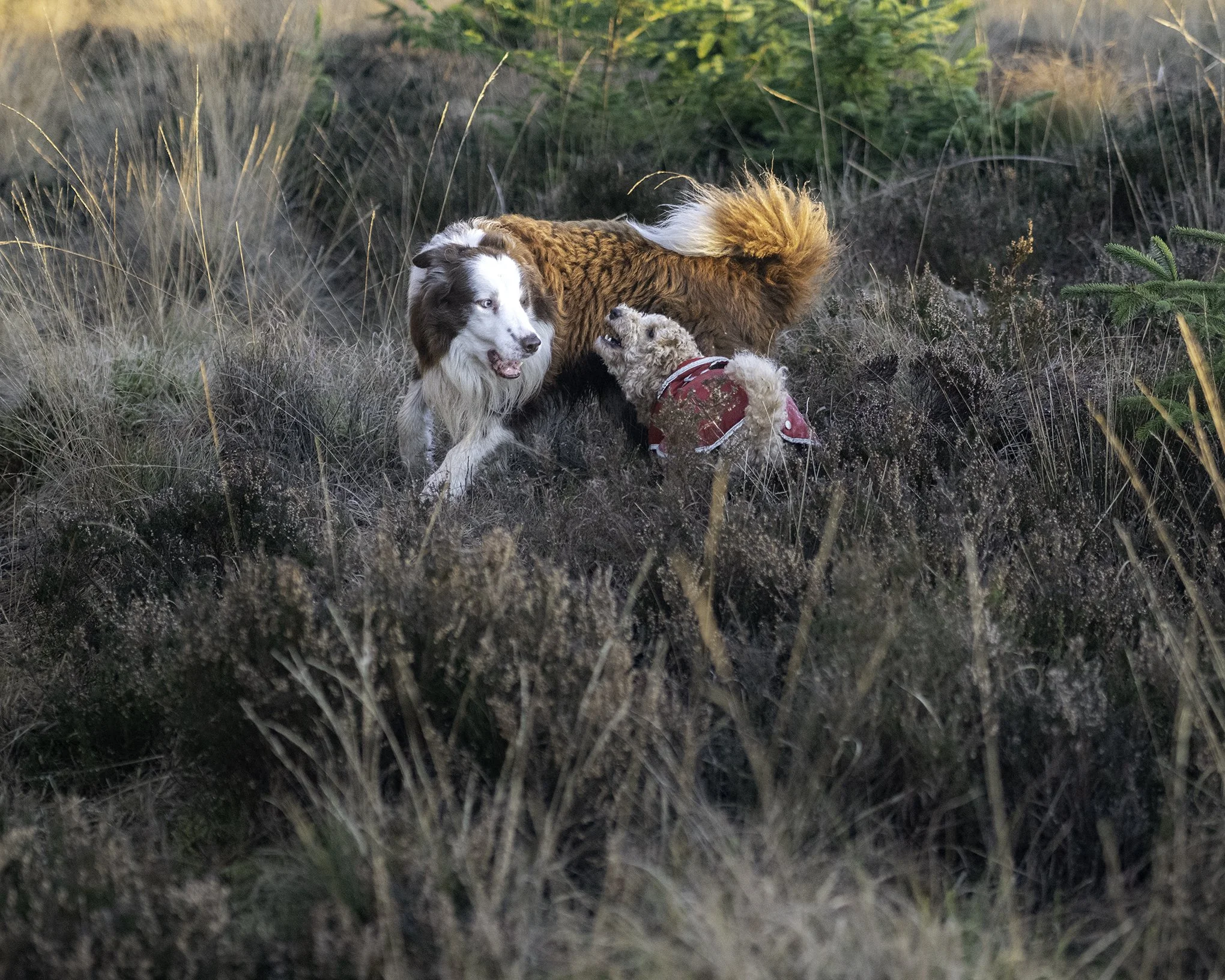 Red & Frida playing Frida teeth 4x5 copy.jpg