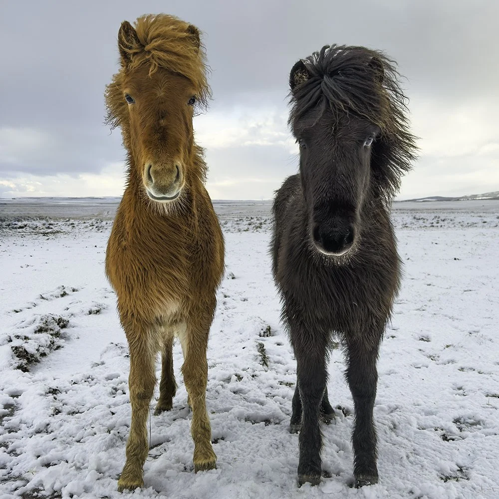 Icelandic Horses 1x1.jpg