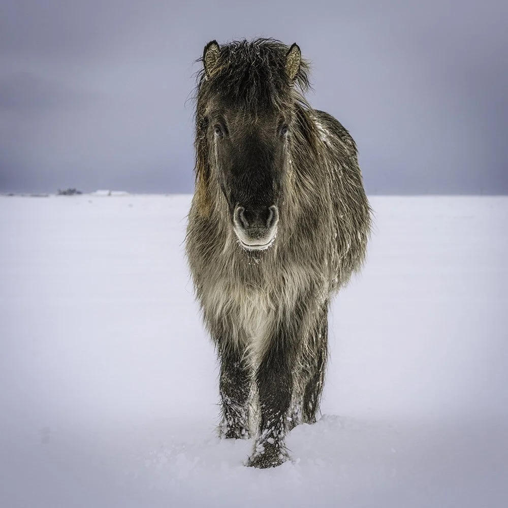 Icelandic Horse2 1x1.jpg
