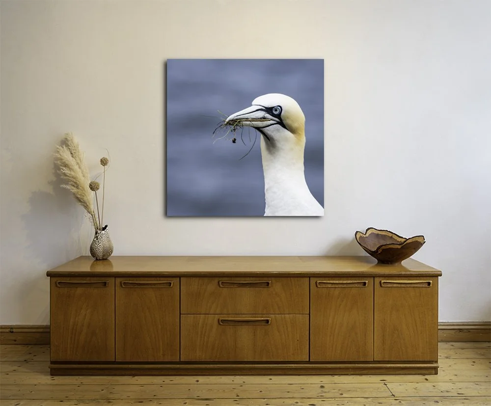 Gannet SQUARE-ACRYLIC METAL.jpg