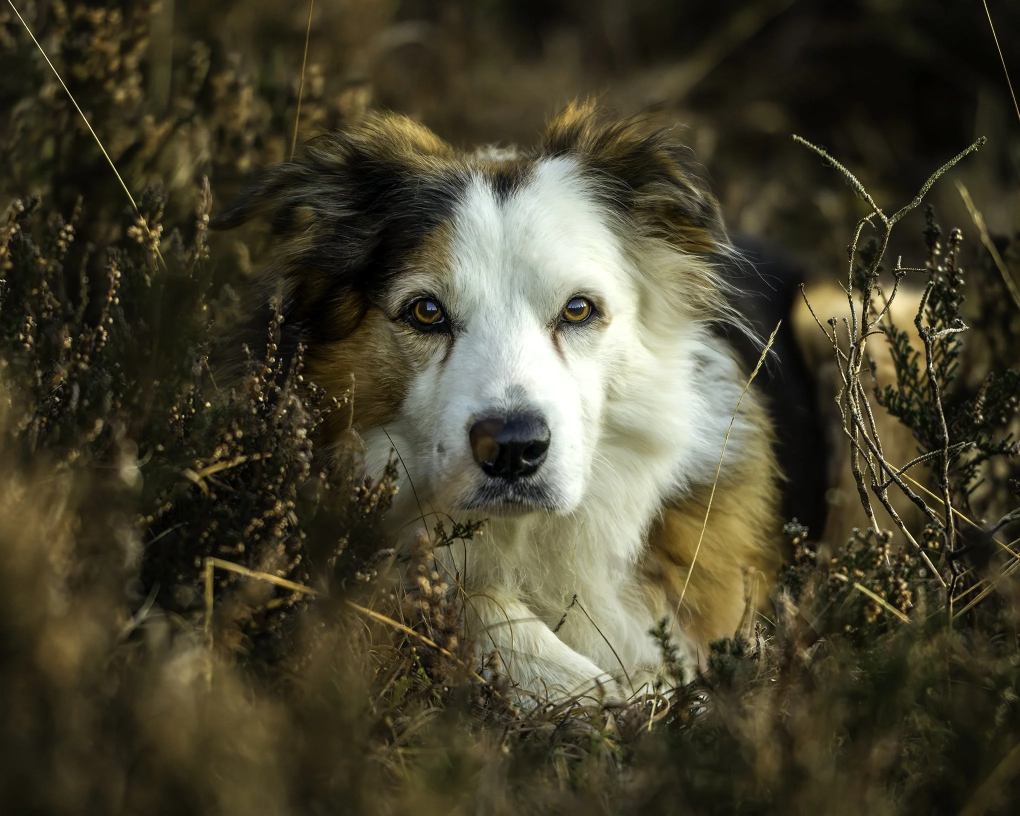 Floyd Portrait Bokeh 4x5.jpg