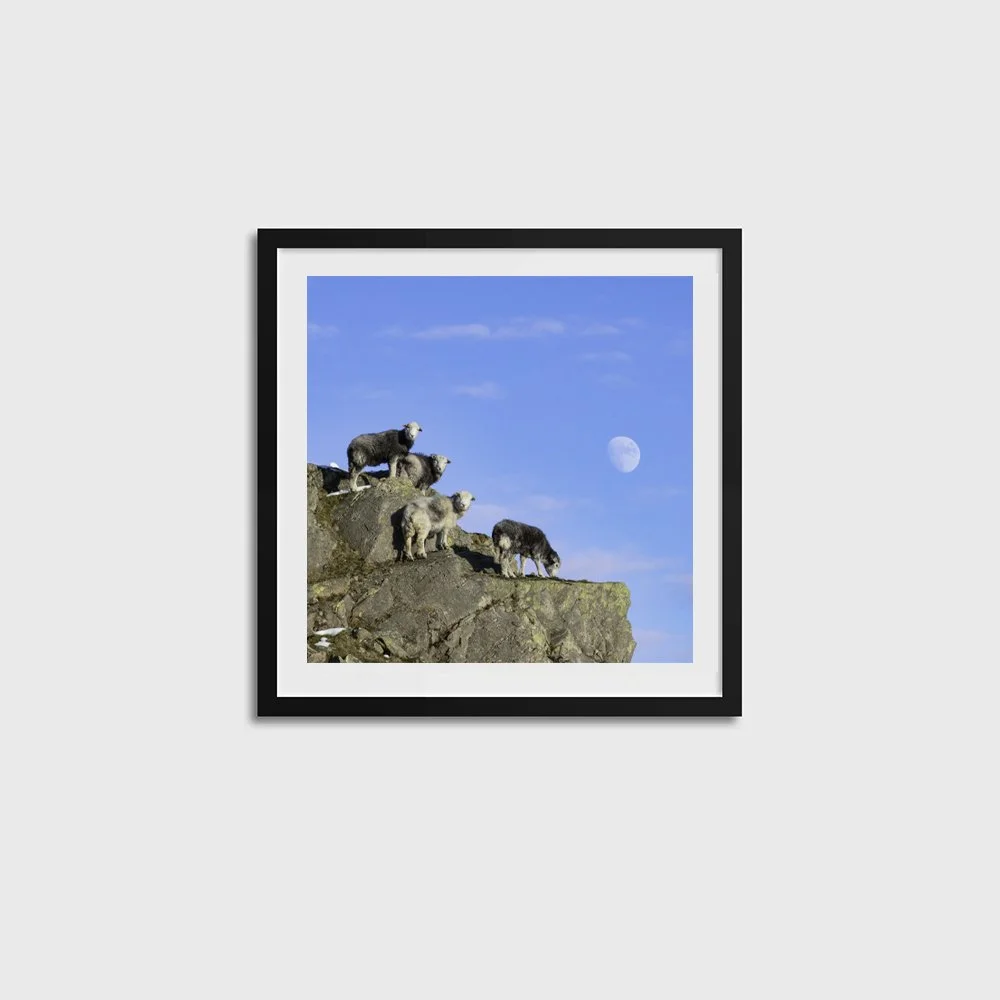 4 Sheep & the Moon SQUARE