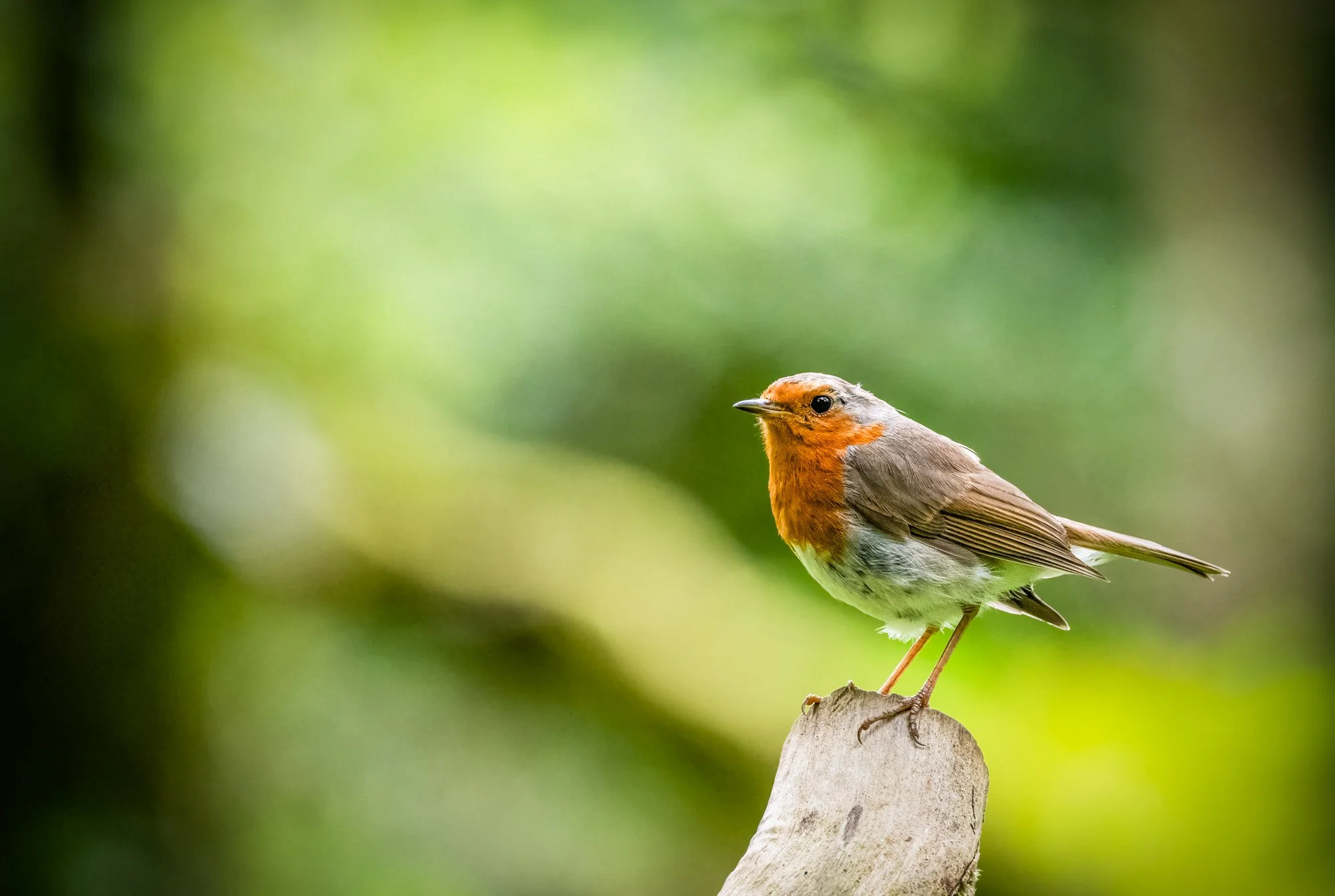 Robin-Edit.jpg