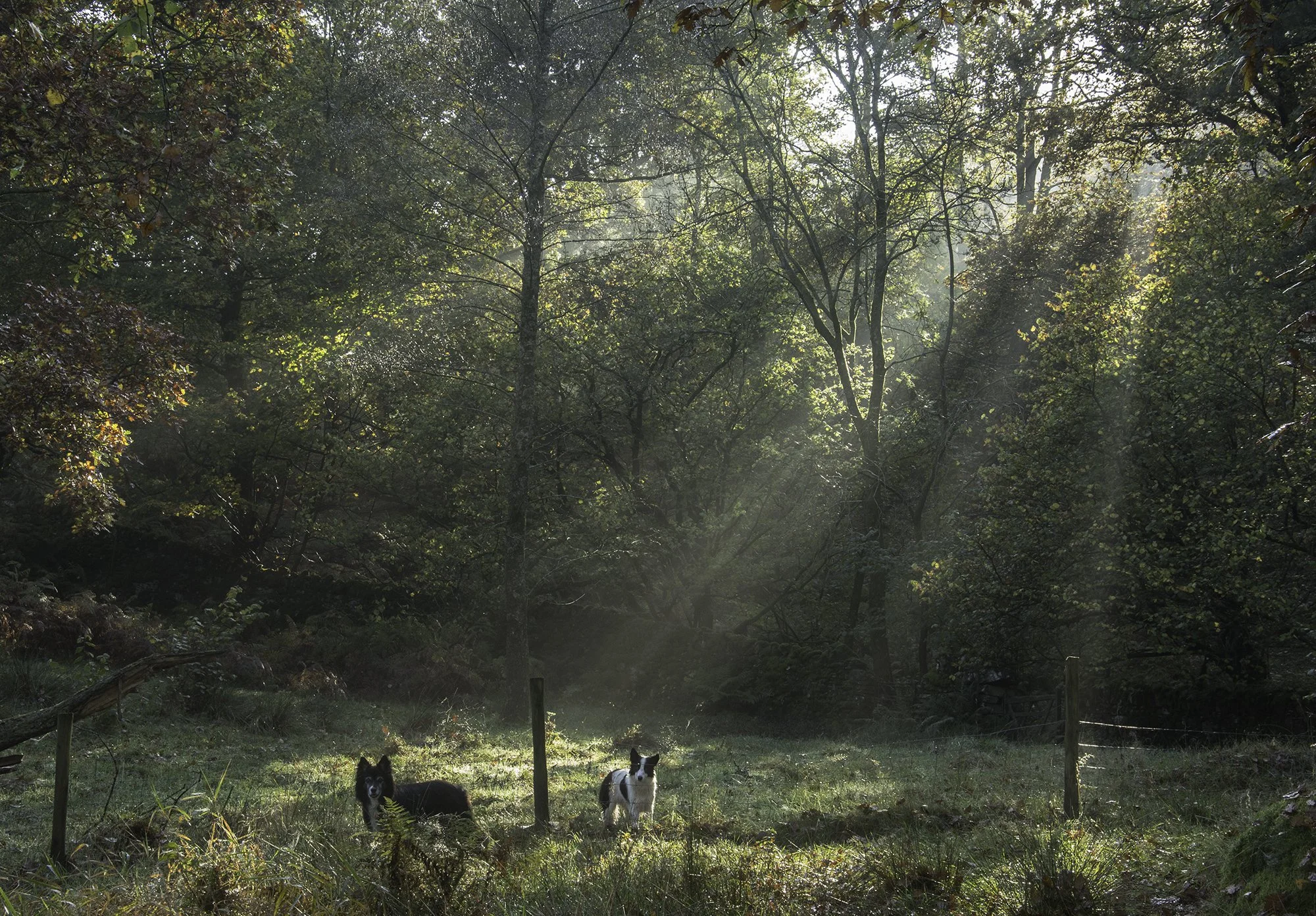 Two Border Collies standing in a wood clearing illuminated by morning sunlight, with dense trees and foliage in the background.