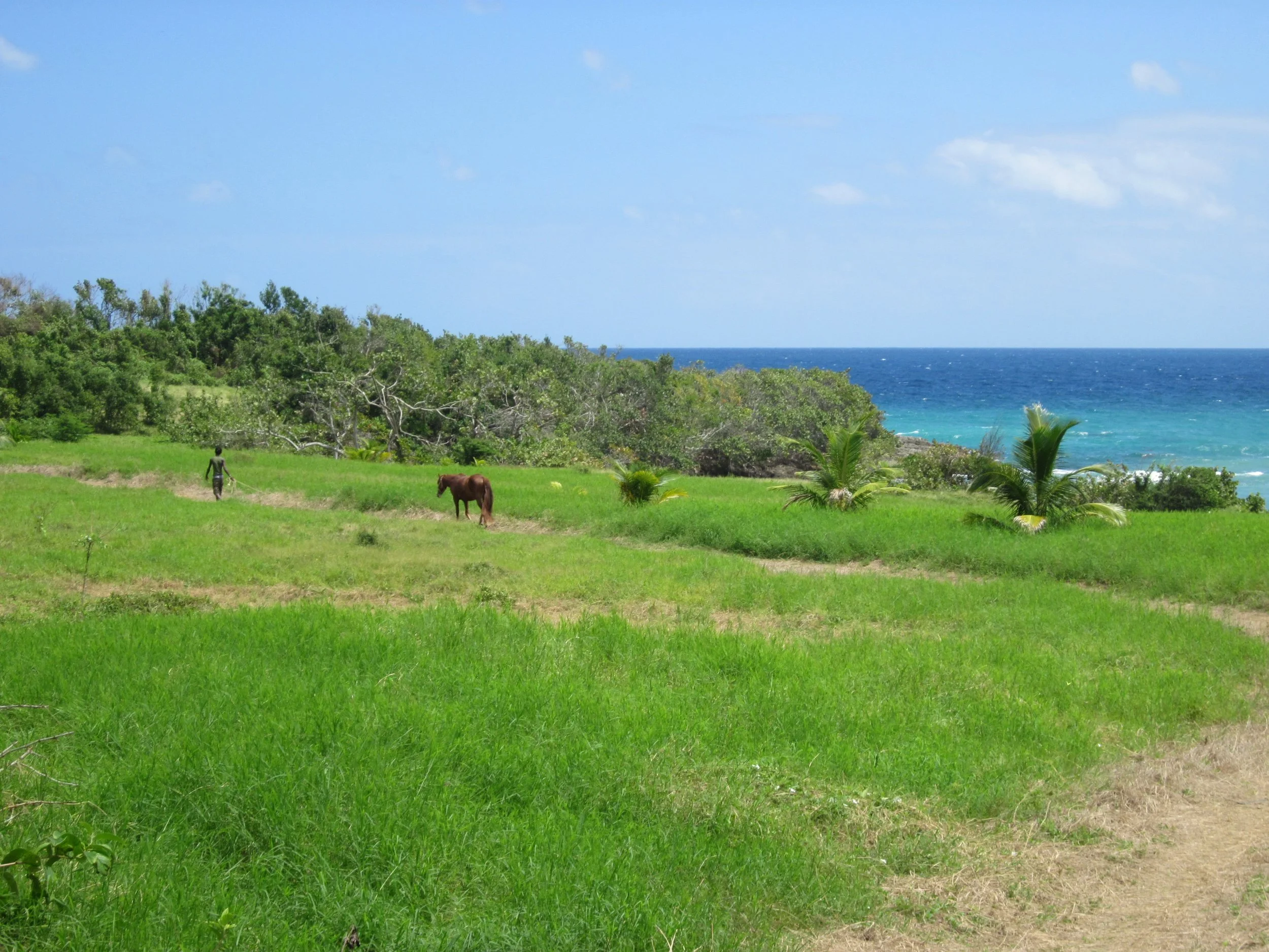 Jamaican grassy seaside