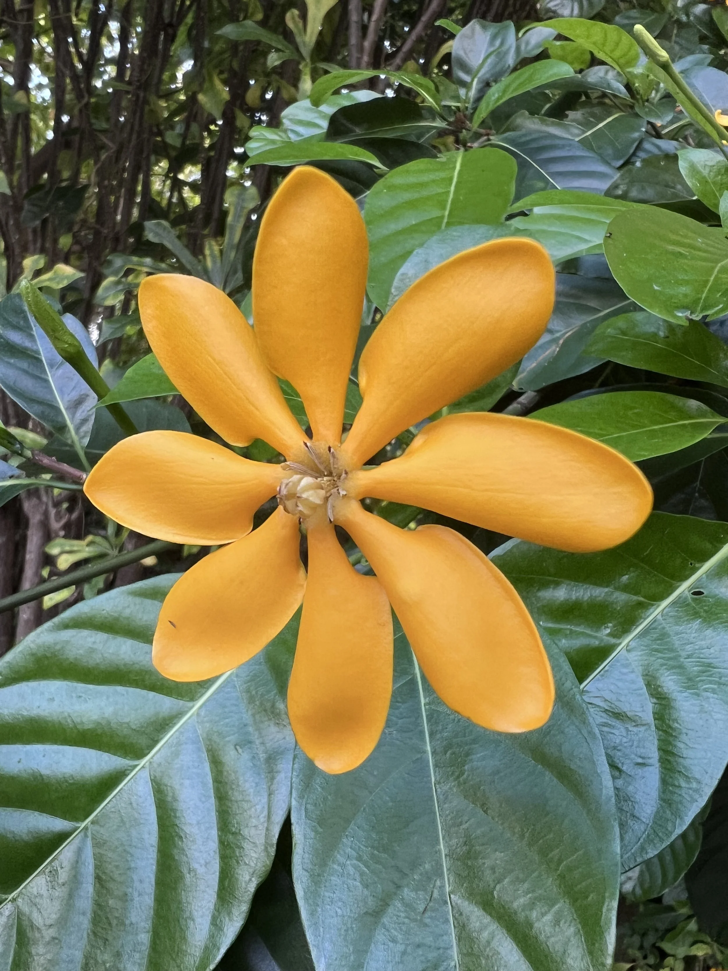 A yellow-orange flower with elongated petals among green leafy foliage.
