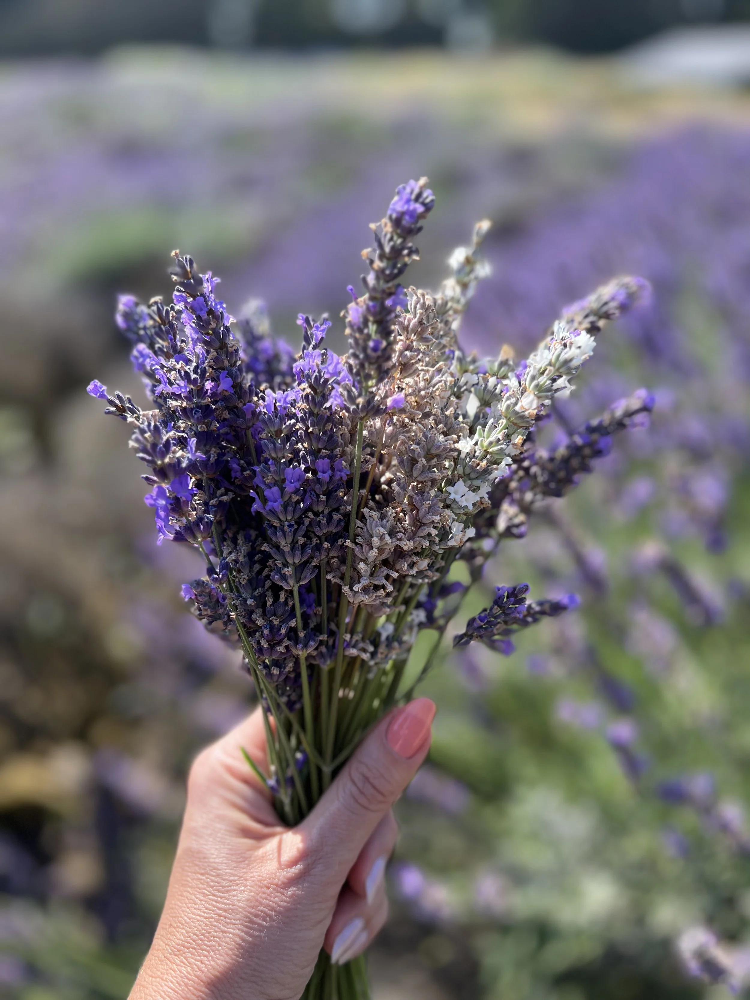 Crafting Calm: Mental Wellness &amp; Handmade Lavender Eye Pillows