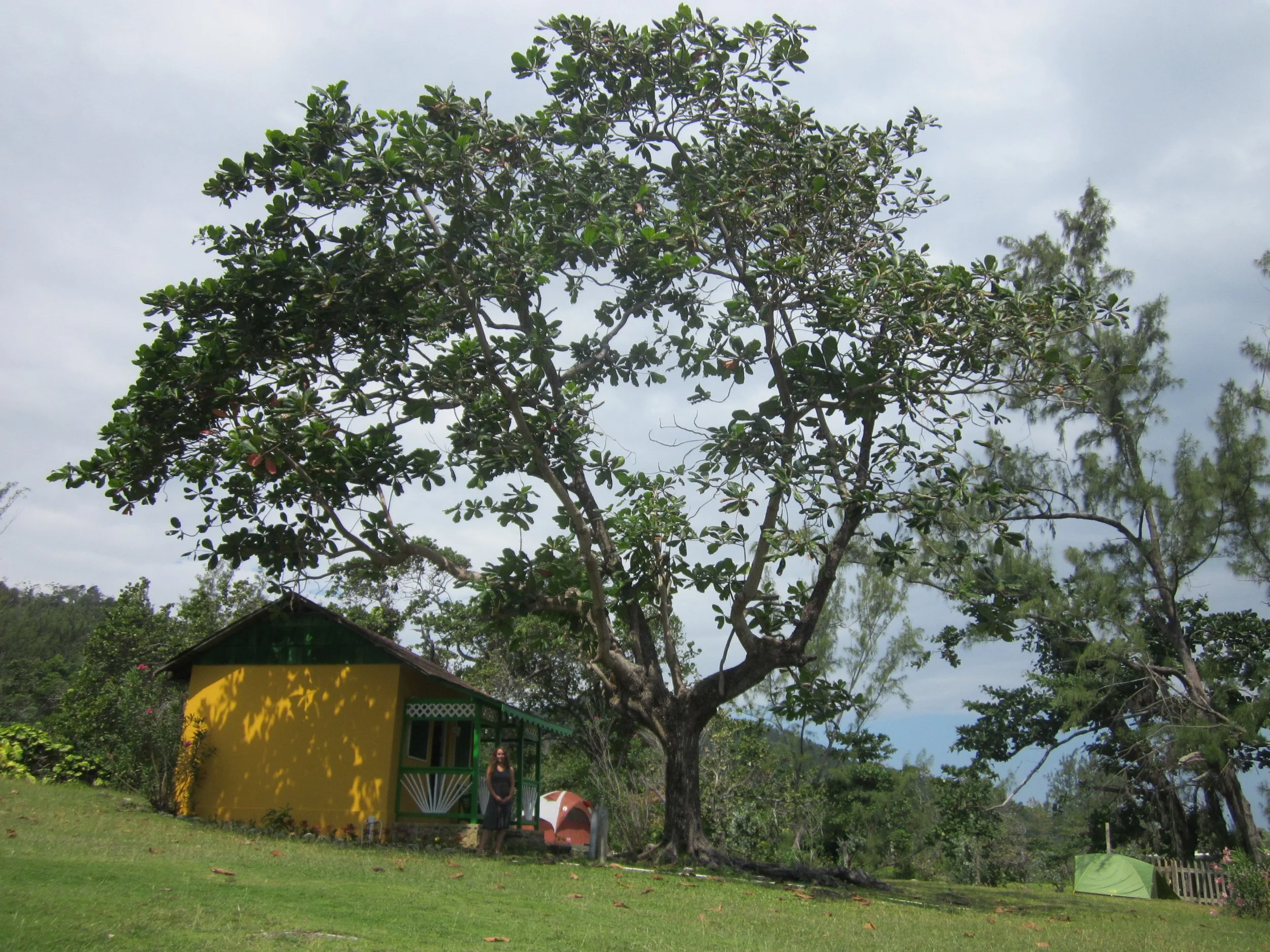 Gold bungalo and favorite tree in Jamaica - St. Mary's Parish
