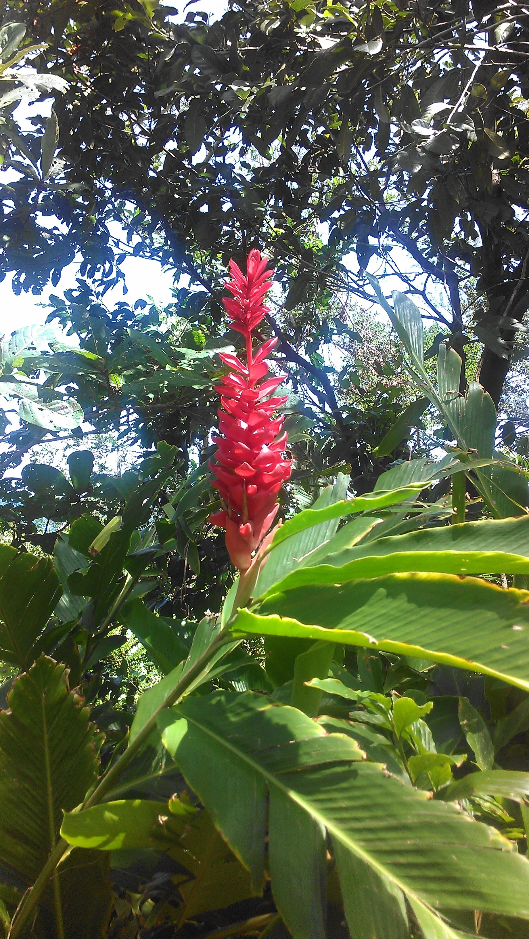 Red Ginger