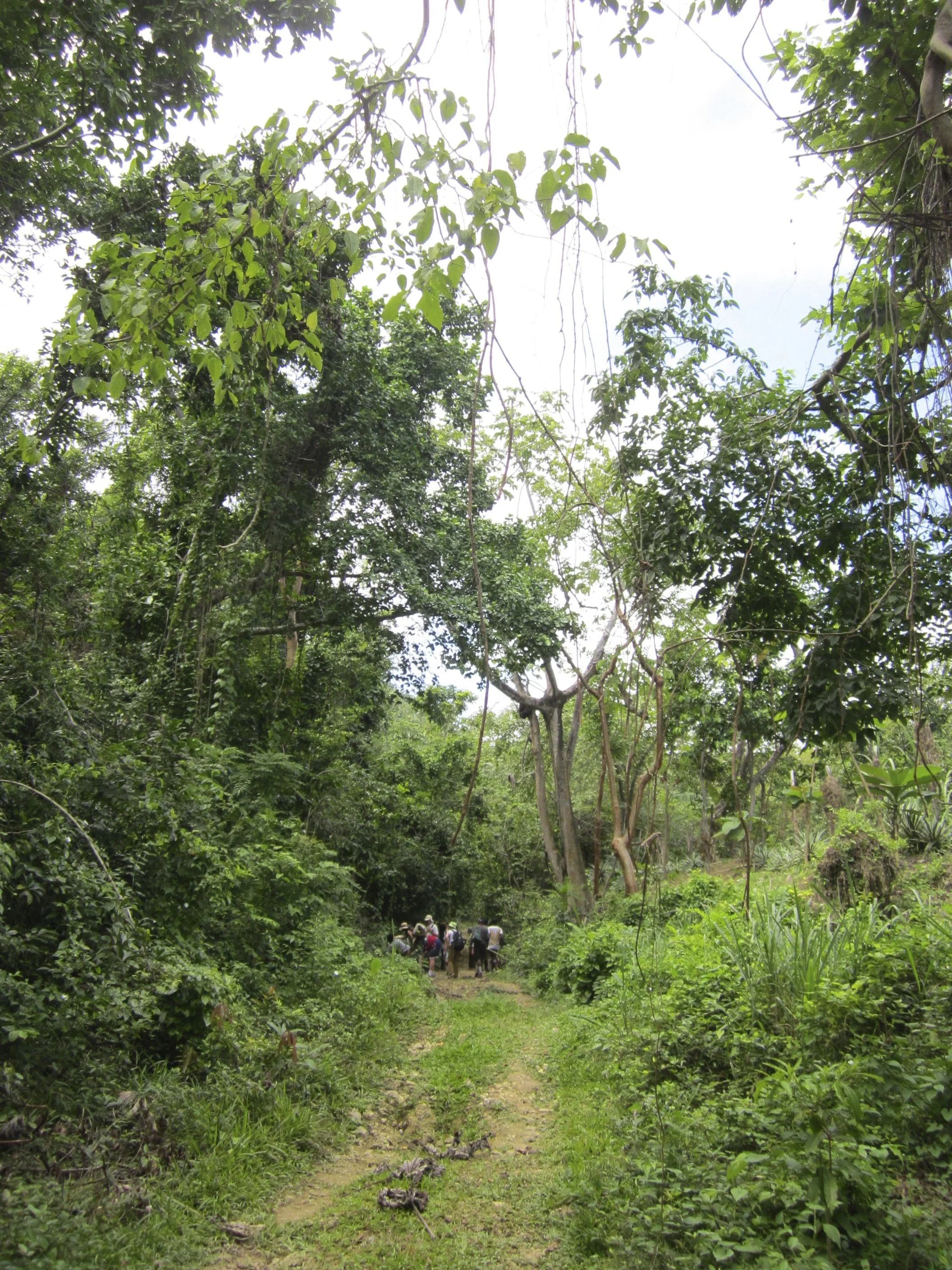Jamaica jungle path