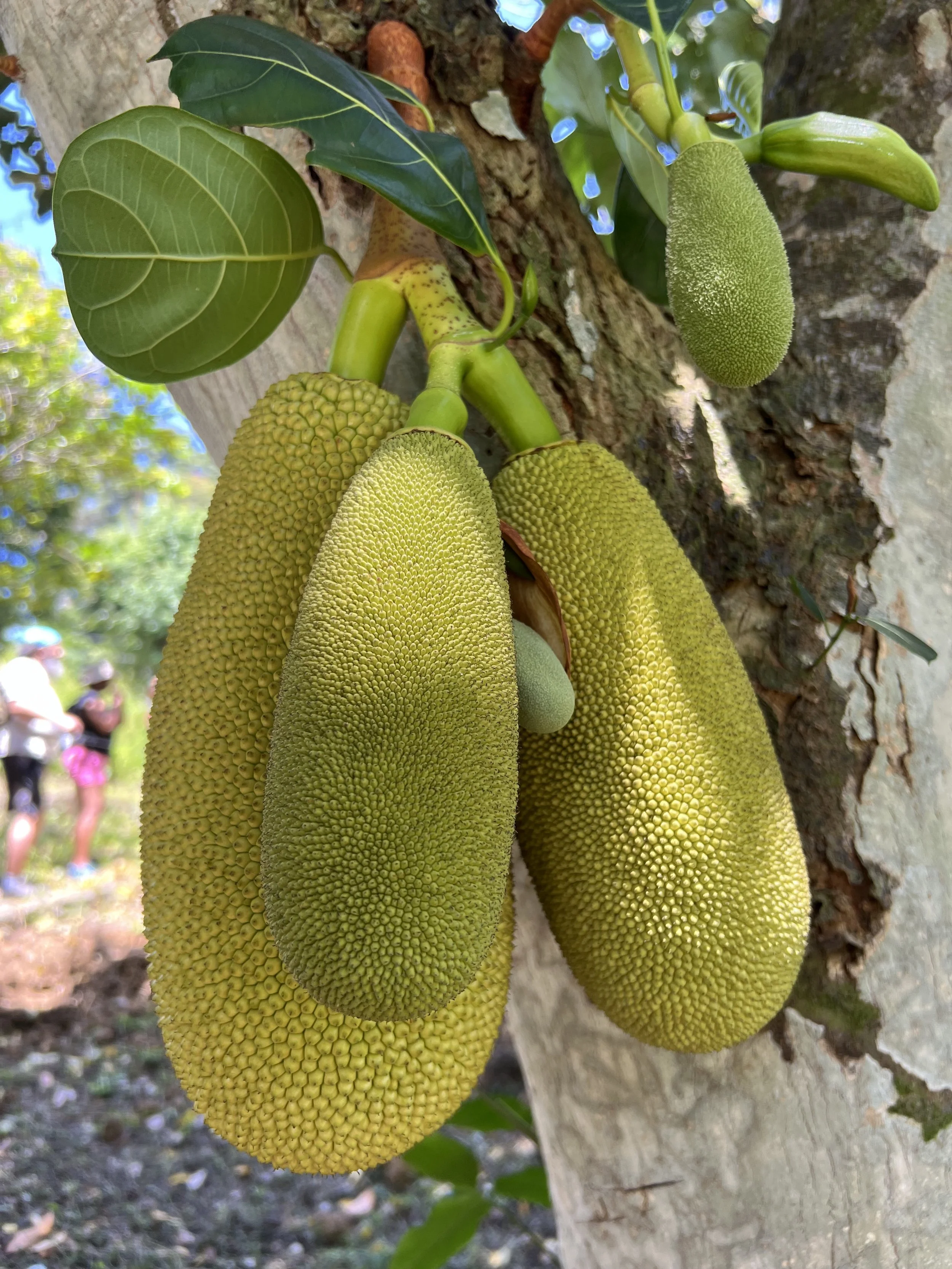 Close-up of four large jackfruit hanging from a tree trunk, with green leaves and a background of blue sky and distant people.