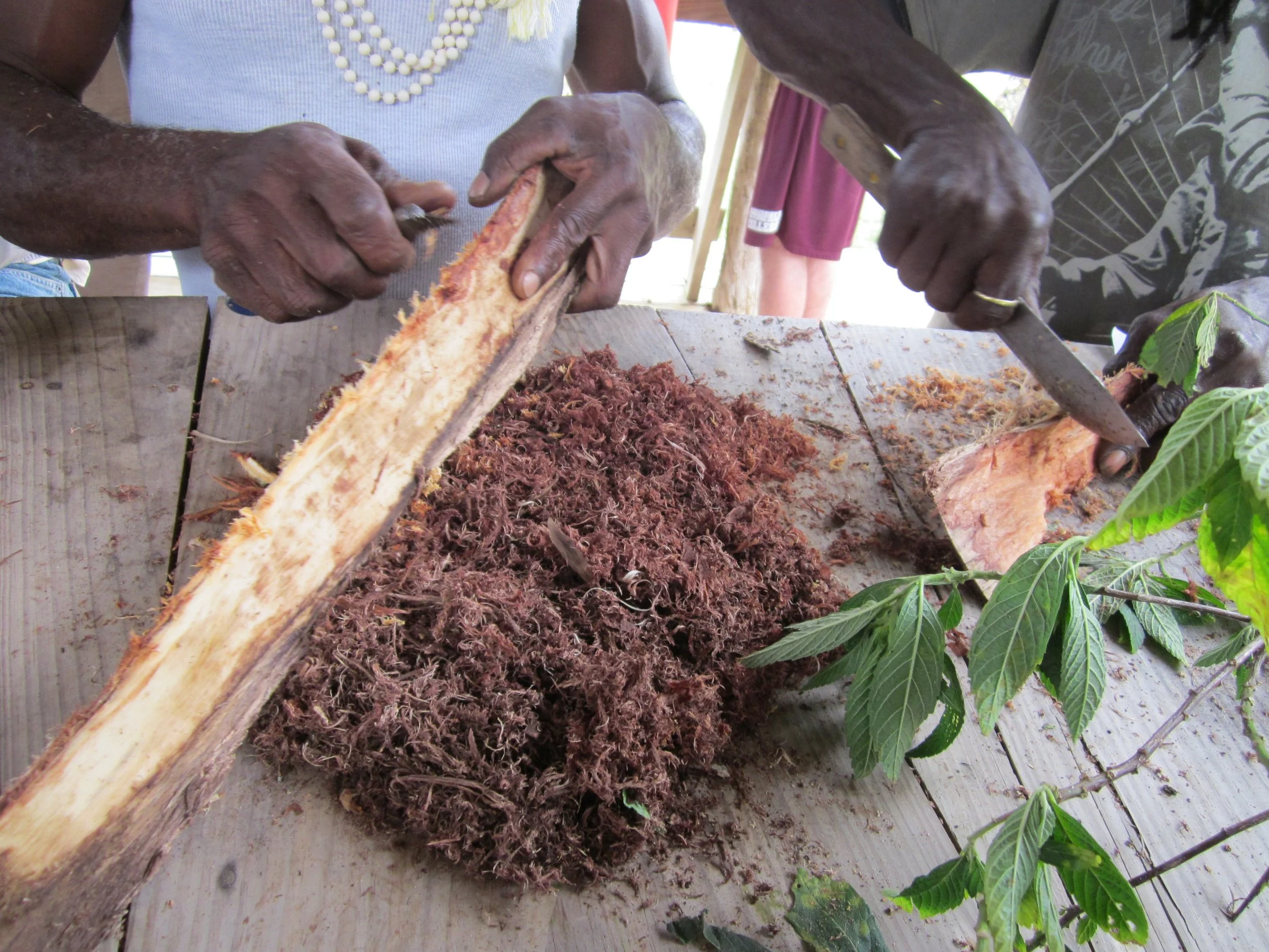 Jamaican Dogwood bark shavings
