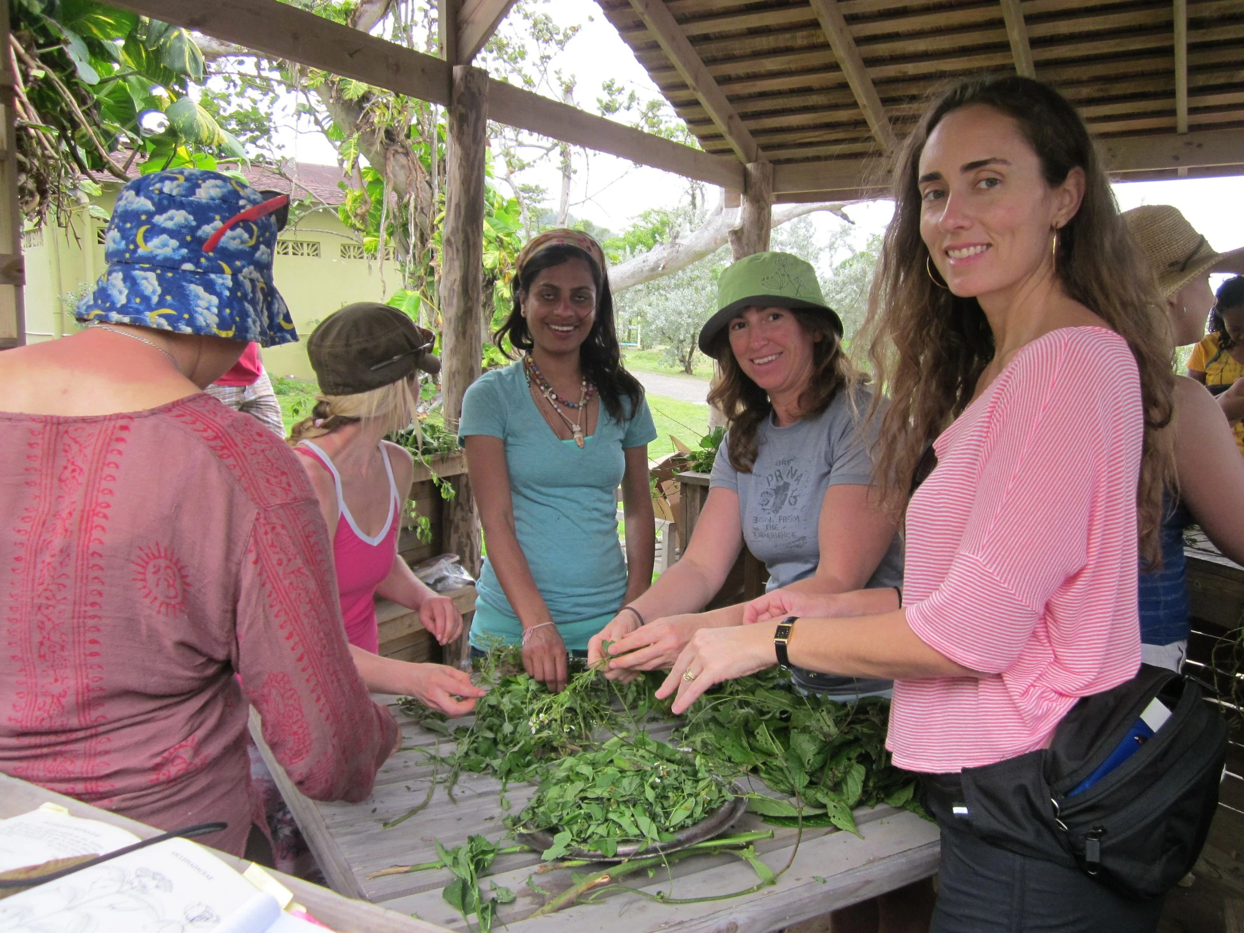 Preparing collected herbs for medicine making in Jamaica
