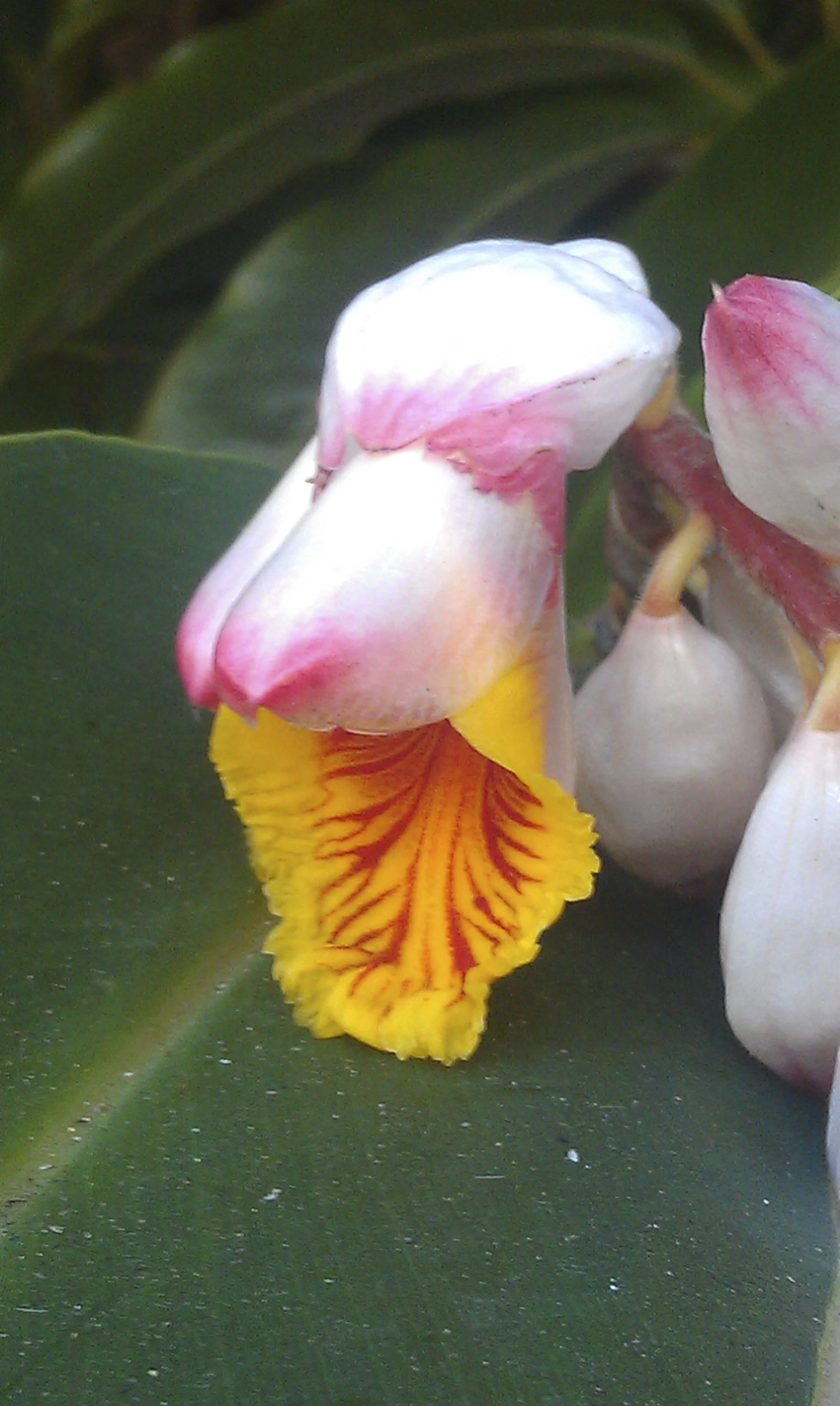 Awapuhi detail