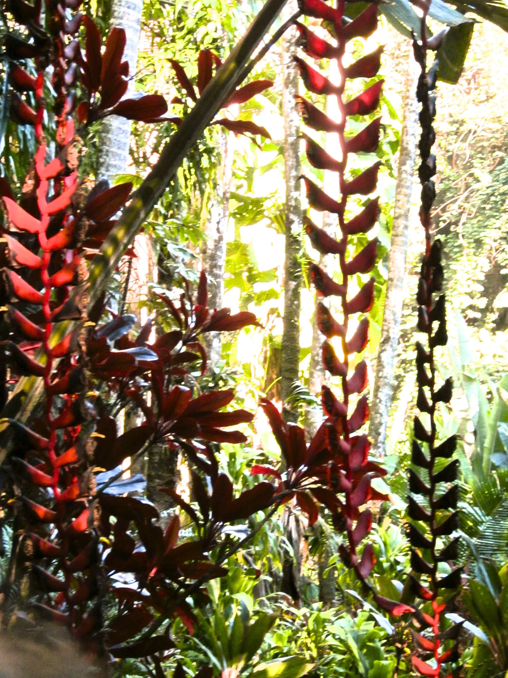 Hawaiian Tropical Hanging Flowers