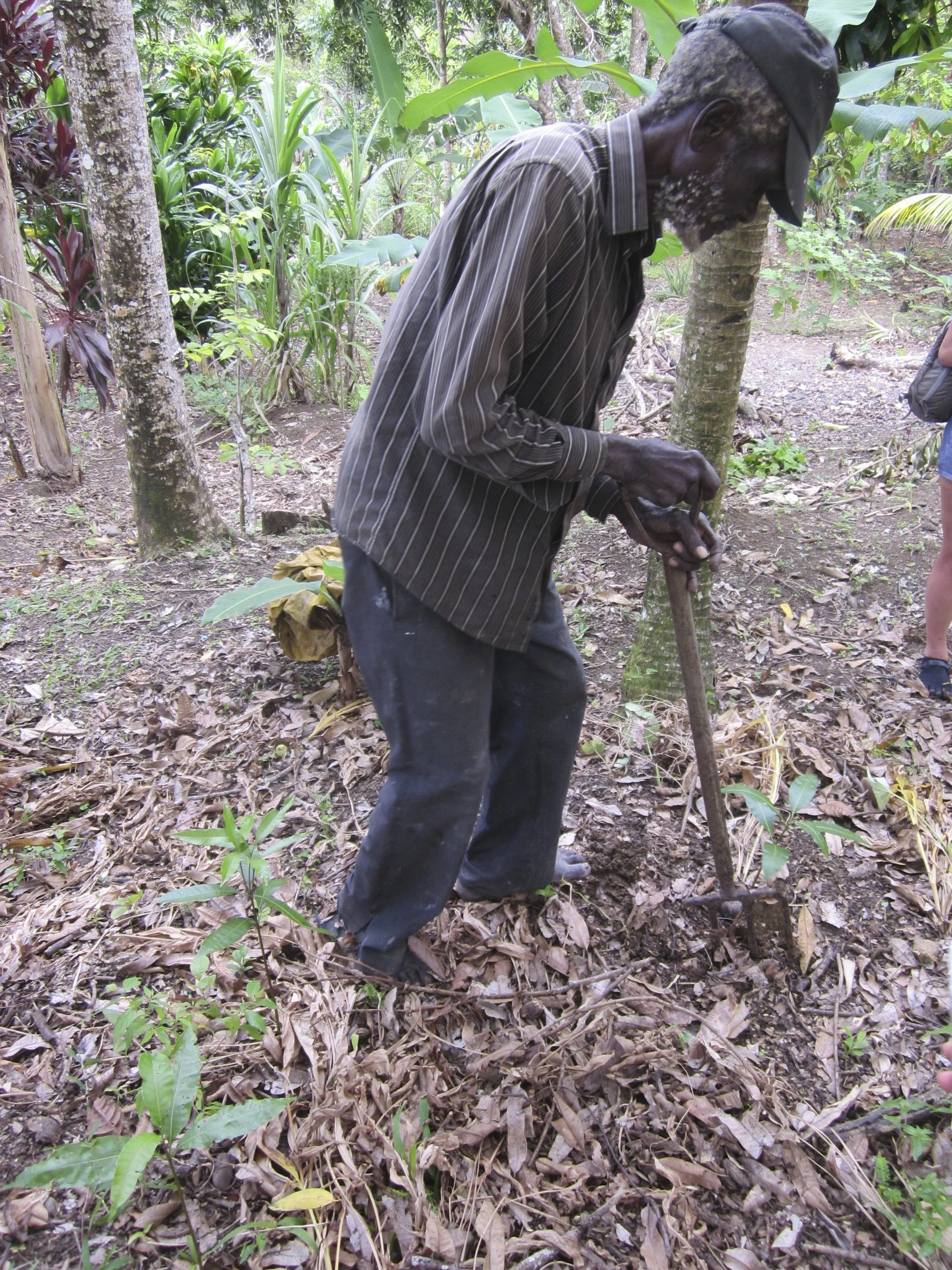 Jamba harvesting turmeric
