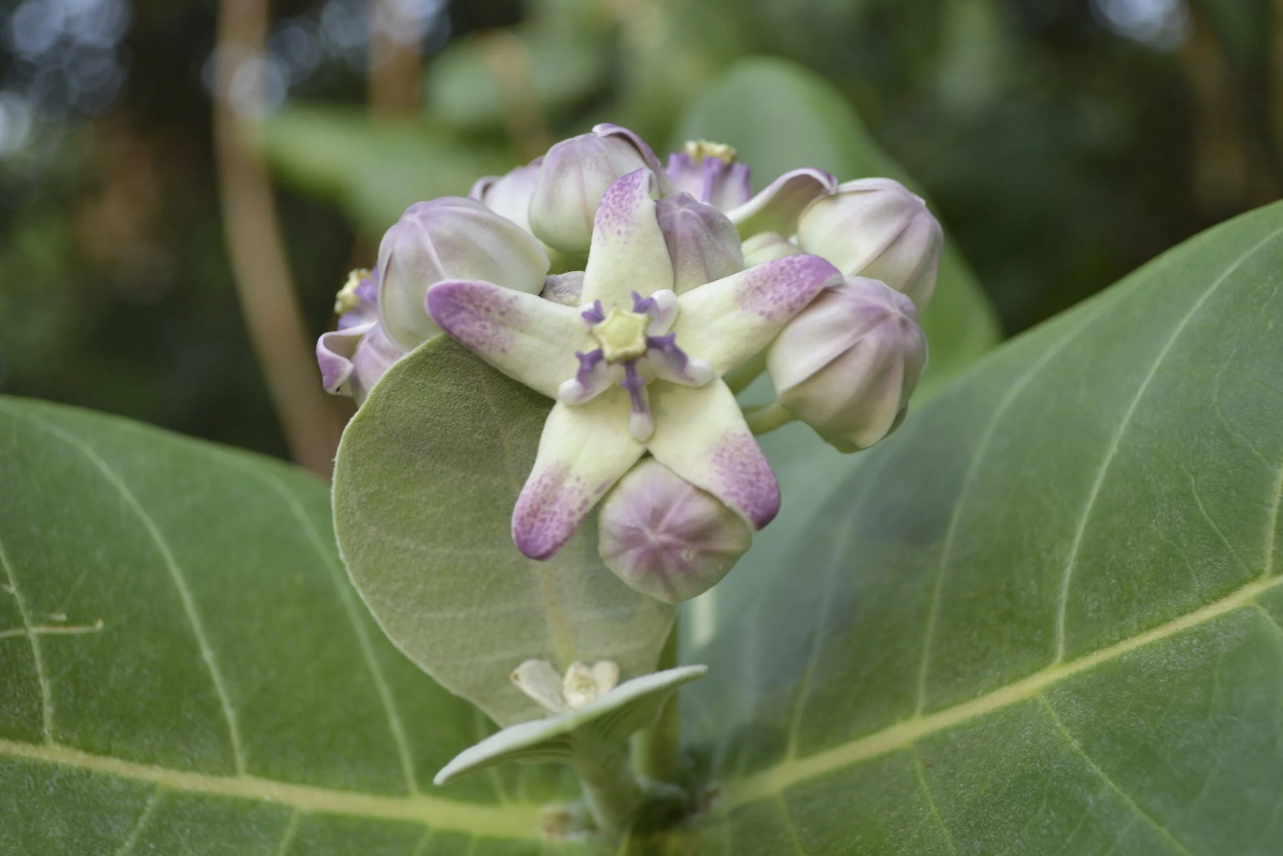 Crown flower - Big Island of Hawaii
