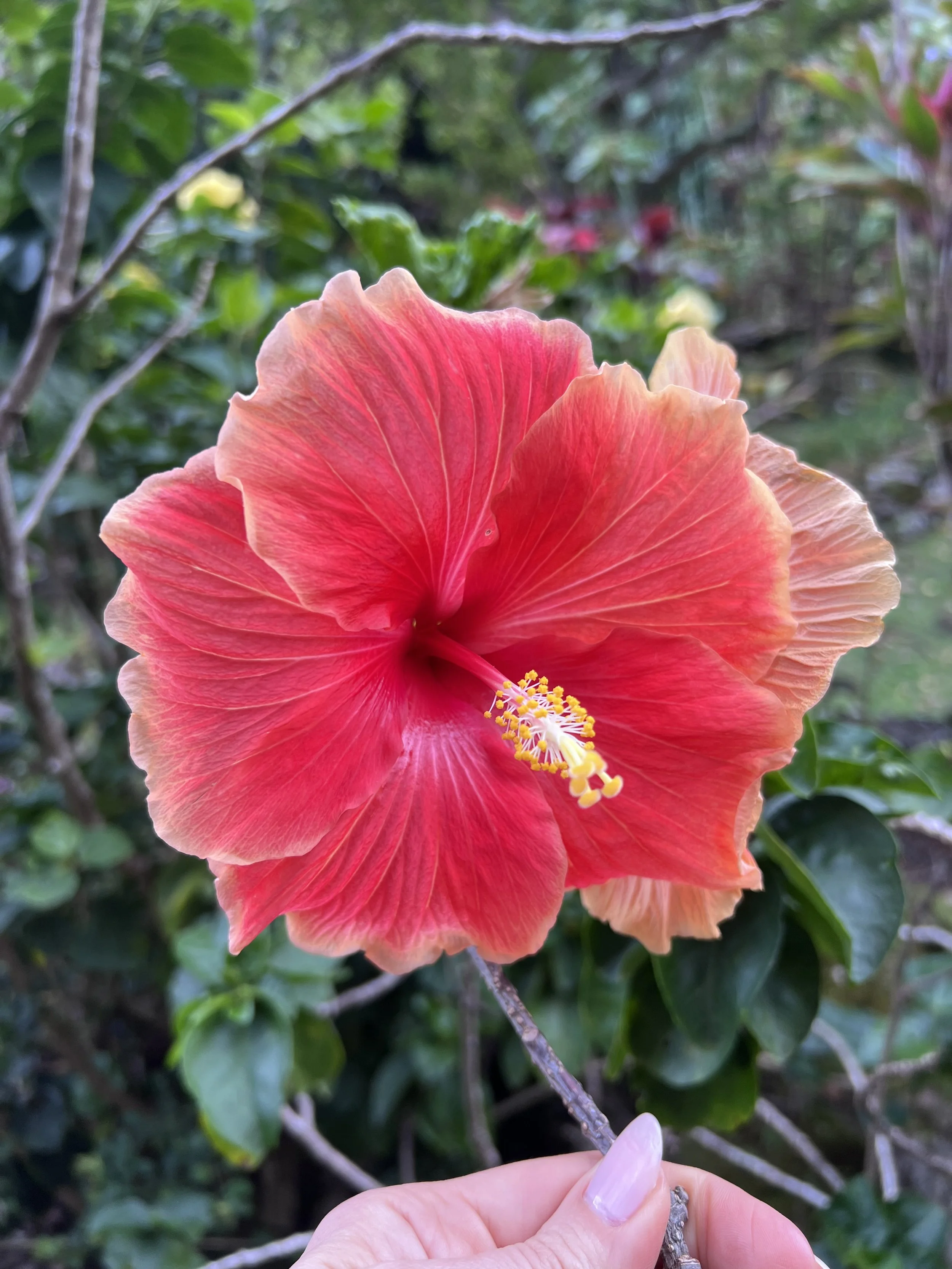 Close-up of a large pink and peach hibiscus flower being held by a person's hand, with green foliage in the background.