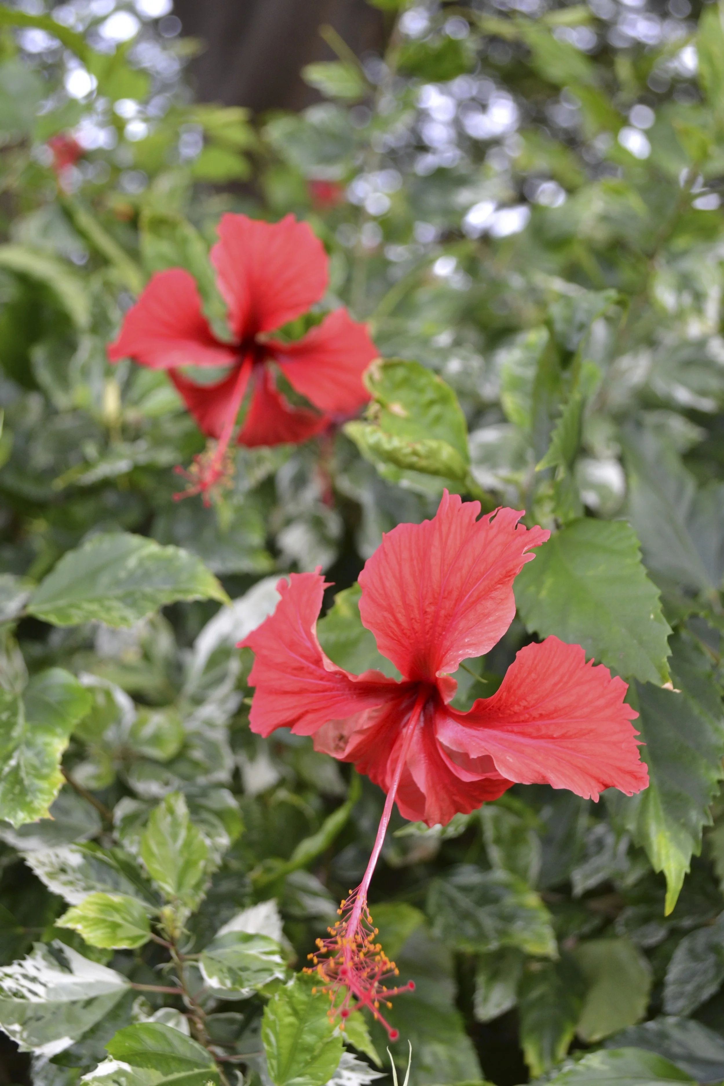 Red Hibiscus