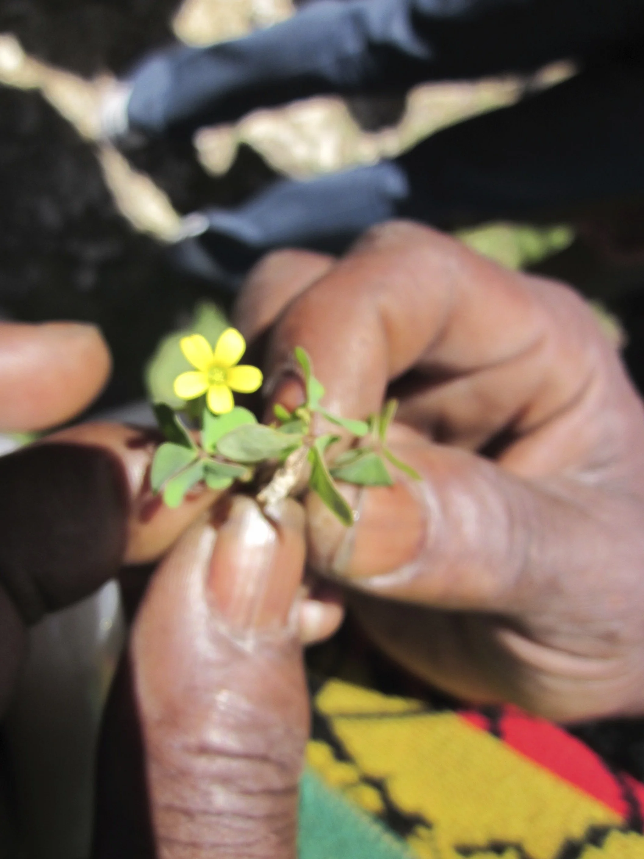 Close-up of a person's hands holding a small yellow flower with green leaves, with a blurred background.