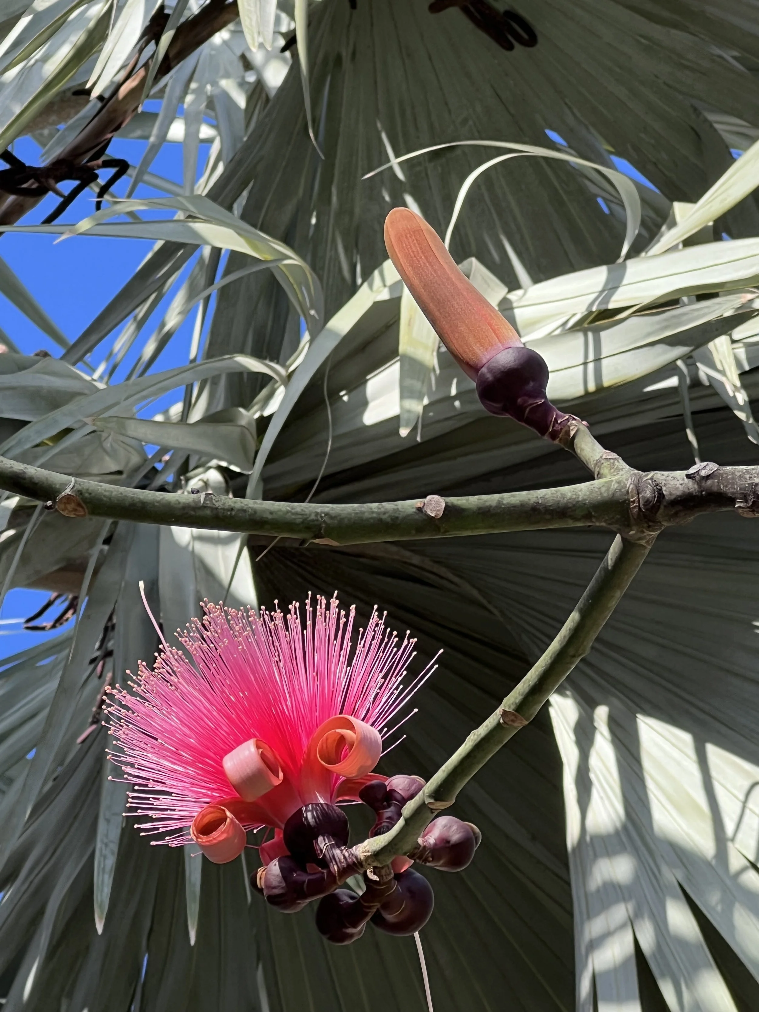 Close-up of a pink flower with long, thin stamens and curled petals, growing on a branch with dark buds, set against large green palm leaves and a clear blue sky.